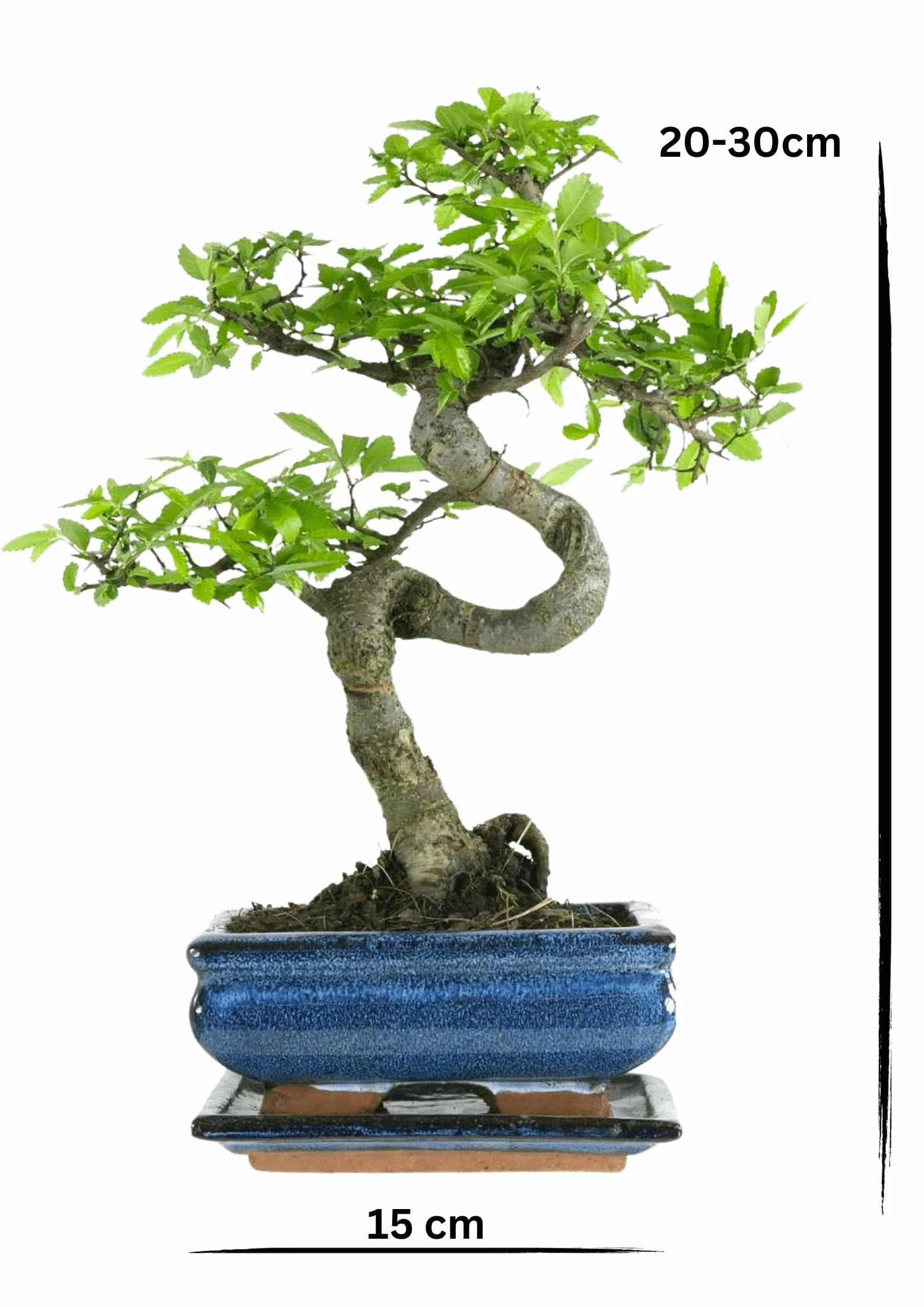 Bonsaï Orme de Chine pot céramique 15 cm 7 ans