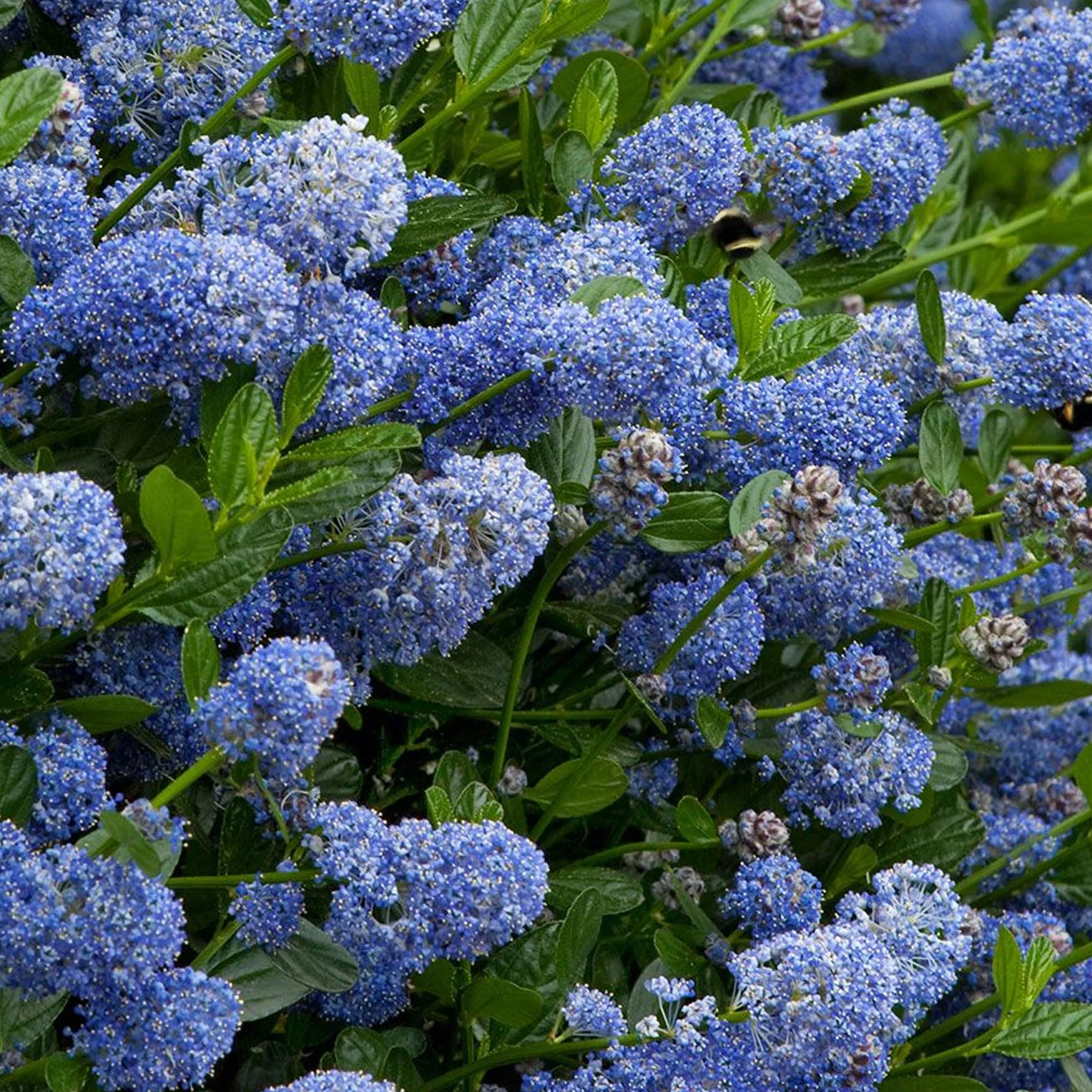 Céanothe Victoria | Lilas sauvage de Californie en pot
