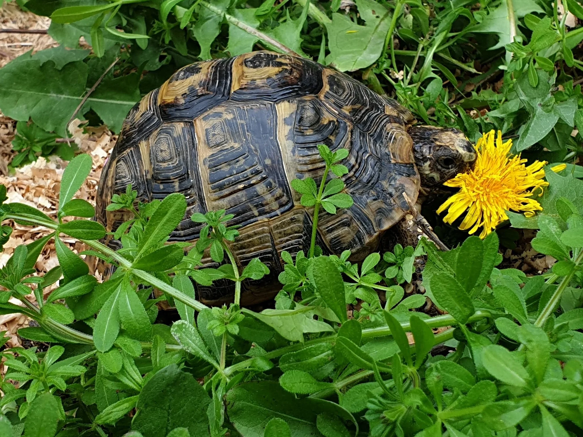 Testumix Mini Graines de fleurs pour tortues lapins poules abeilles