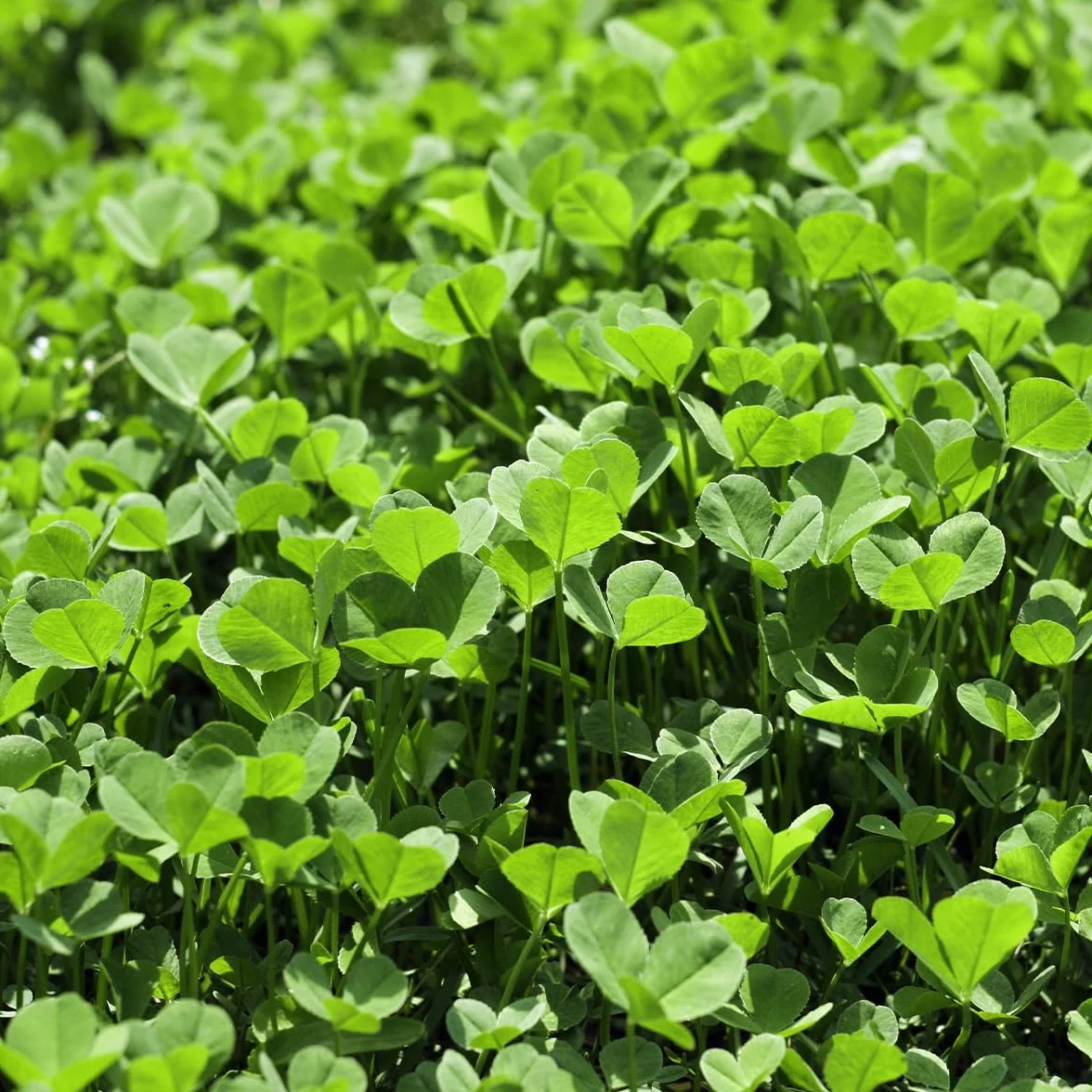 Micro-trèfle 250 g pour 75 m² Résistant à la sécheresse Pelouse extra dense sans mousse Libération lente d'azote