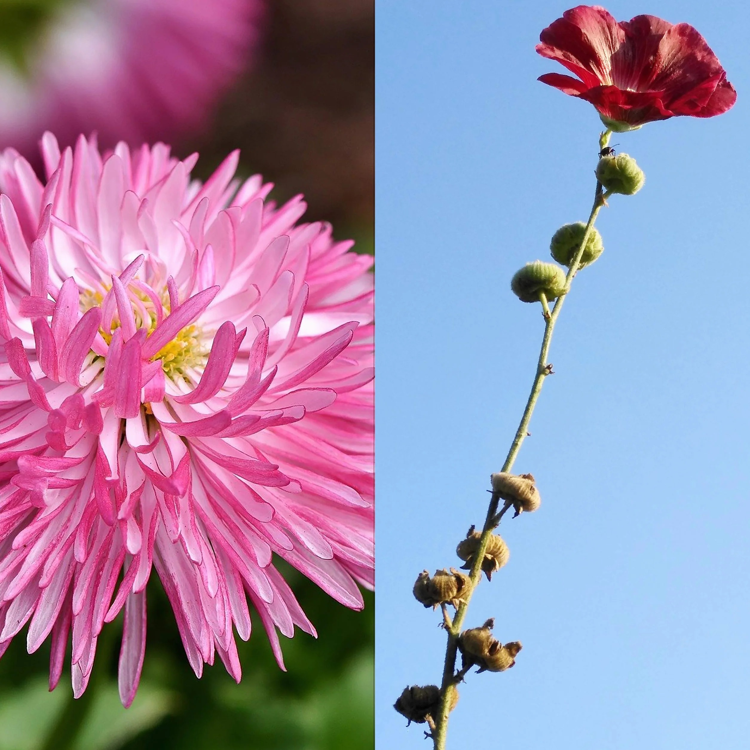 OwnGrown 10 variétés de semences de fleurs comestibles - Kit prêt-à-pousser pour jardin et balcon
