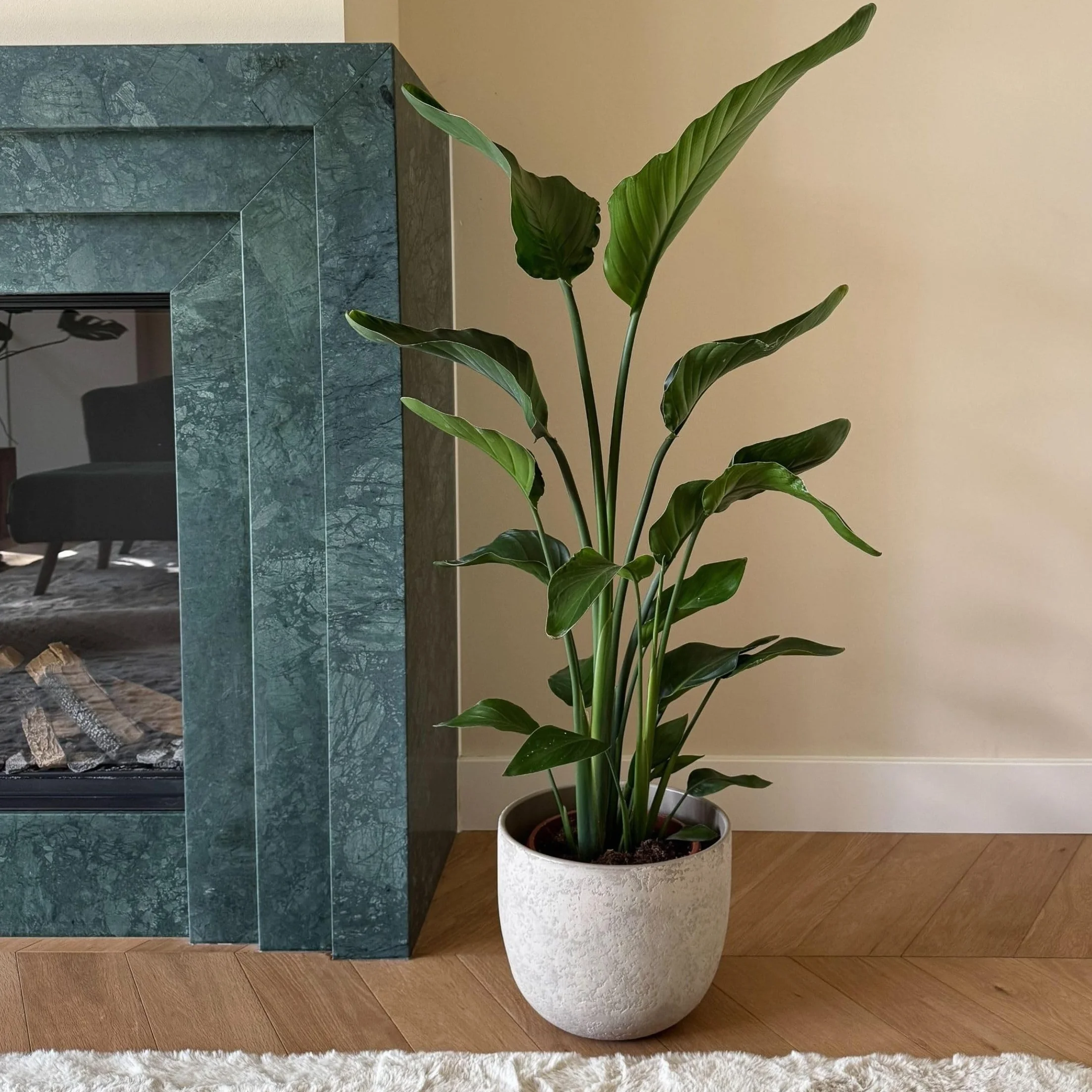 Strelitzia Nicolai XL Plante Verte Intérieur Vivante Pot 21cm Hauteur 90-110cm