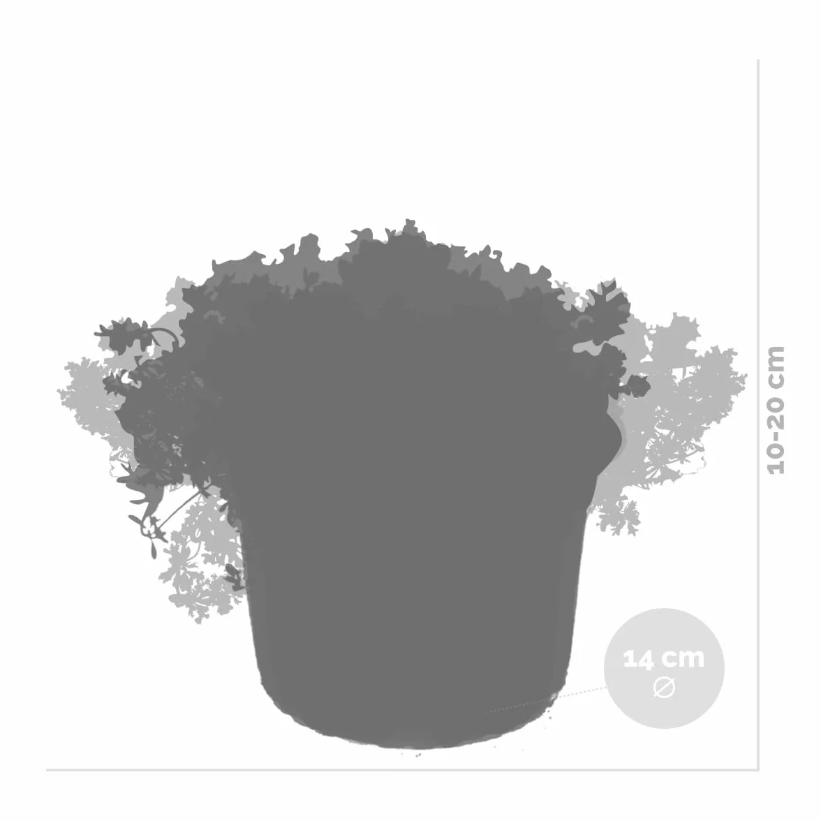 Bloomique Sedum Orpin Plantes de jardin Résistante au gel Persistante Hauteur 10-15 cm Pot 14 cm