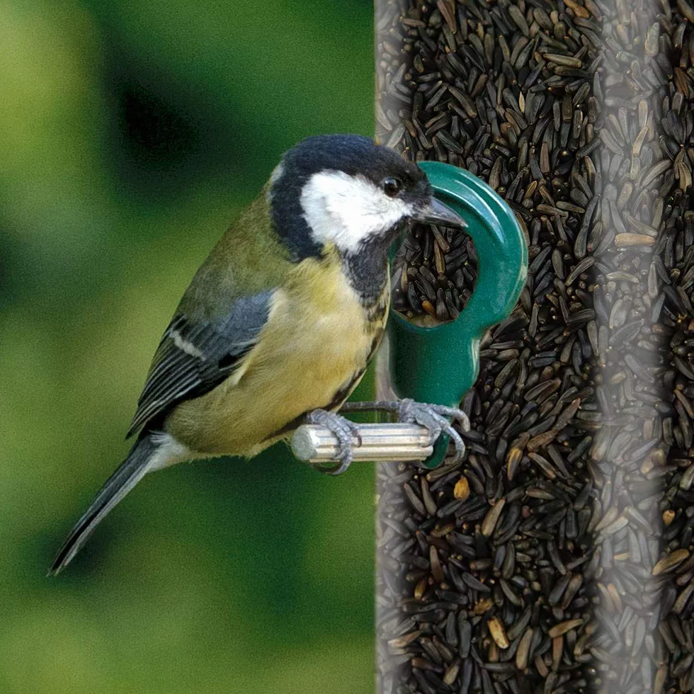SQUAWK Graines de Niger pour Oiseaux Sauvages Haute énergie 500g