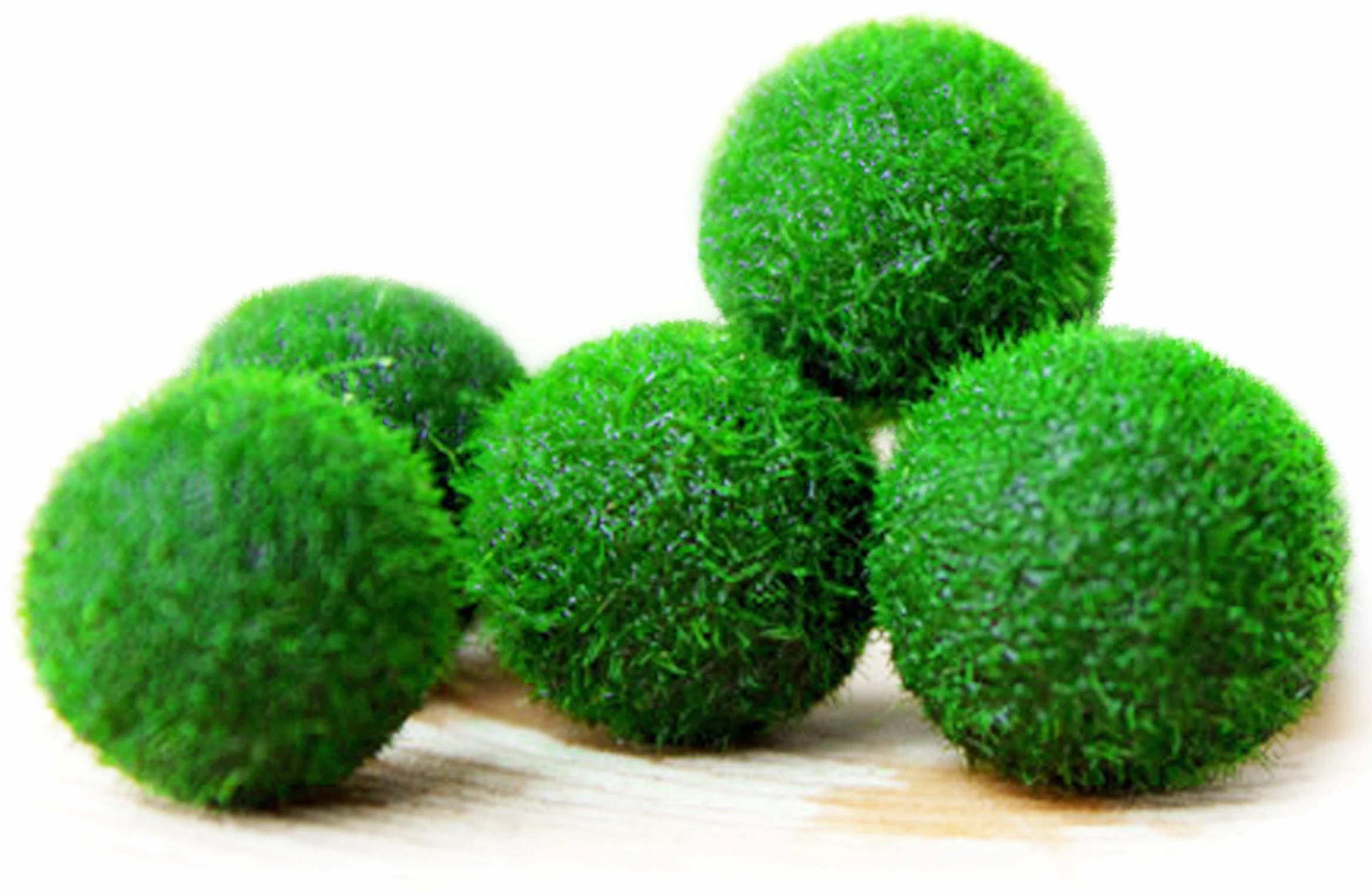 MARIMO Moss Ball X 5+1 Rare Facile Décor Usine Taille 12 mm