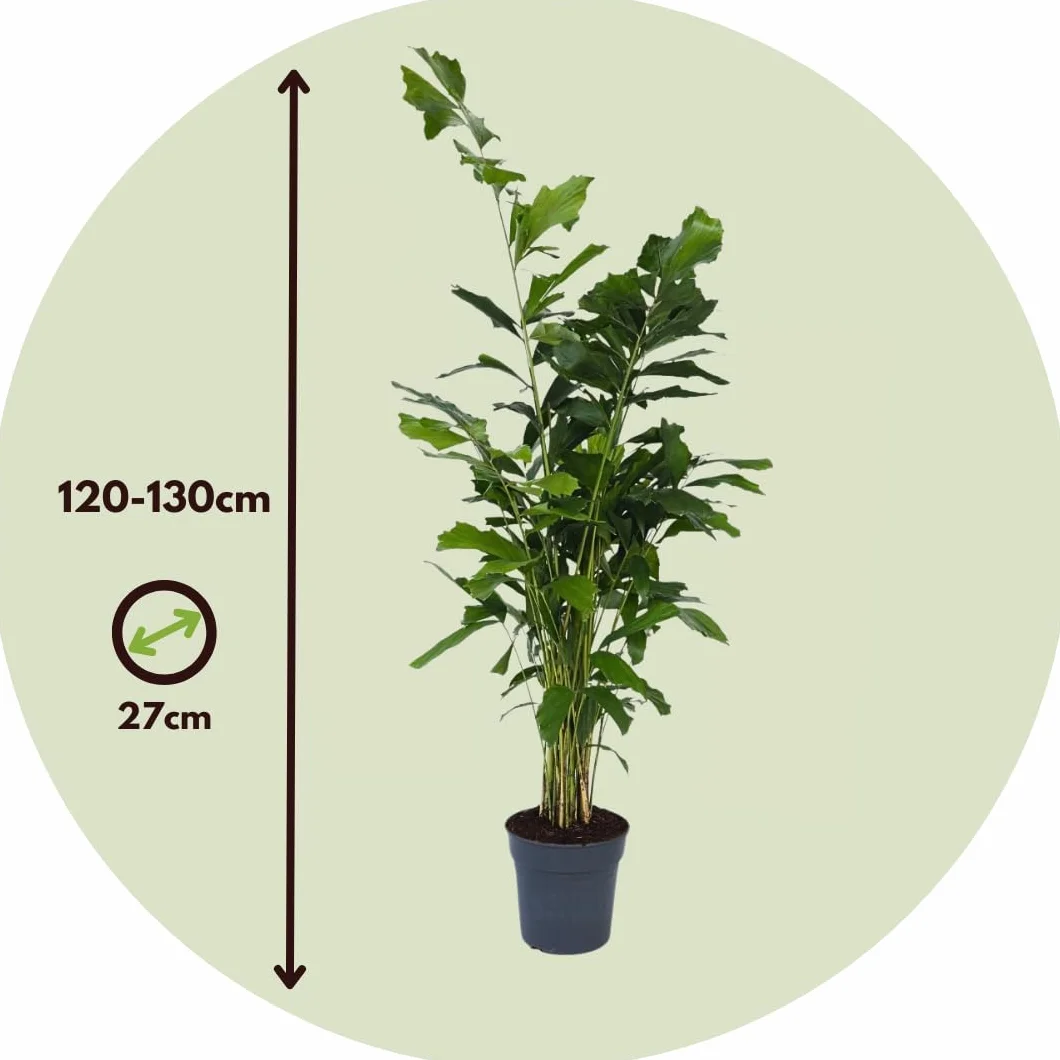 Caryota mitis Palmier à queue de poisson Pot 27cm Hauteur 120-130cm