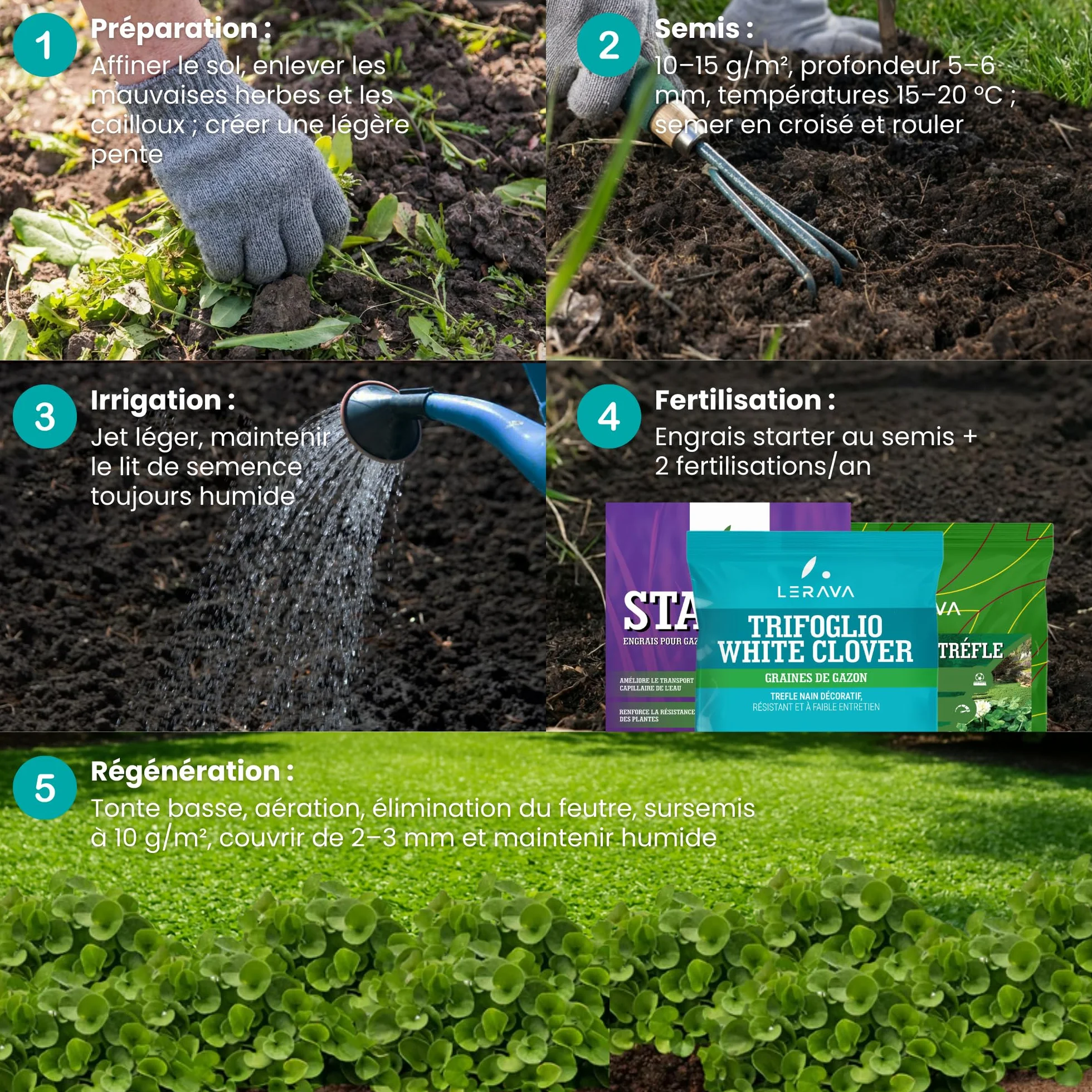 LERAVA® Trèfle blanc 50 m² Fixateur d’azote naturel Couverture strisciante Améliore la fertilité du sol Pour pelouses et jardins
