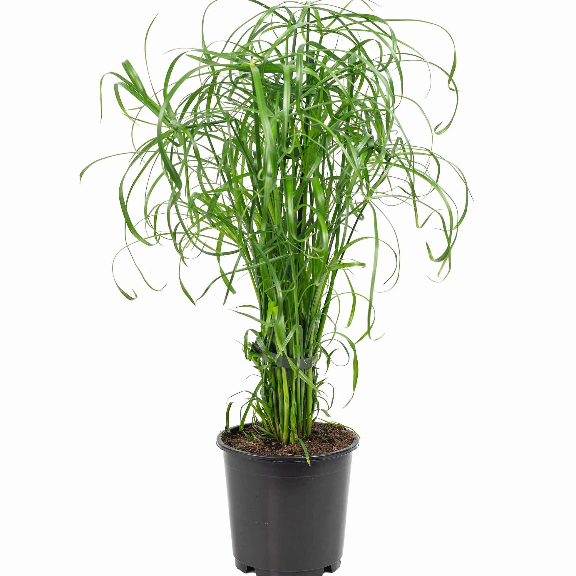 Cyperus alternifolius Papyrus alternifolié plante d'intérieur 60 cm pot 14 cm