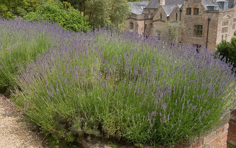 Bloomique Lavandula Angustifolia Plante de lavande Résistante au gel Hauteur 15-20 cm Motte 7 cm