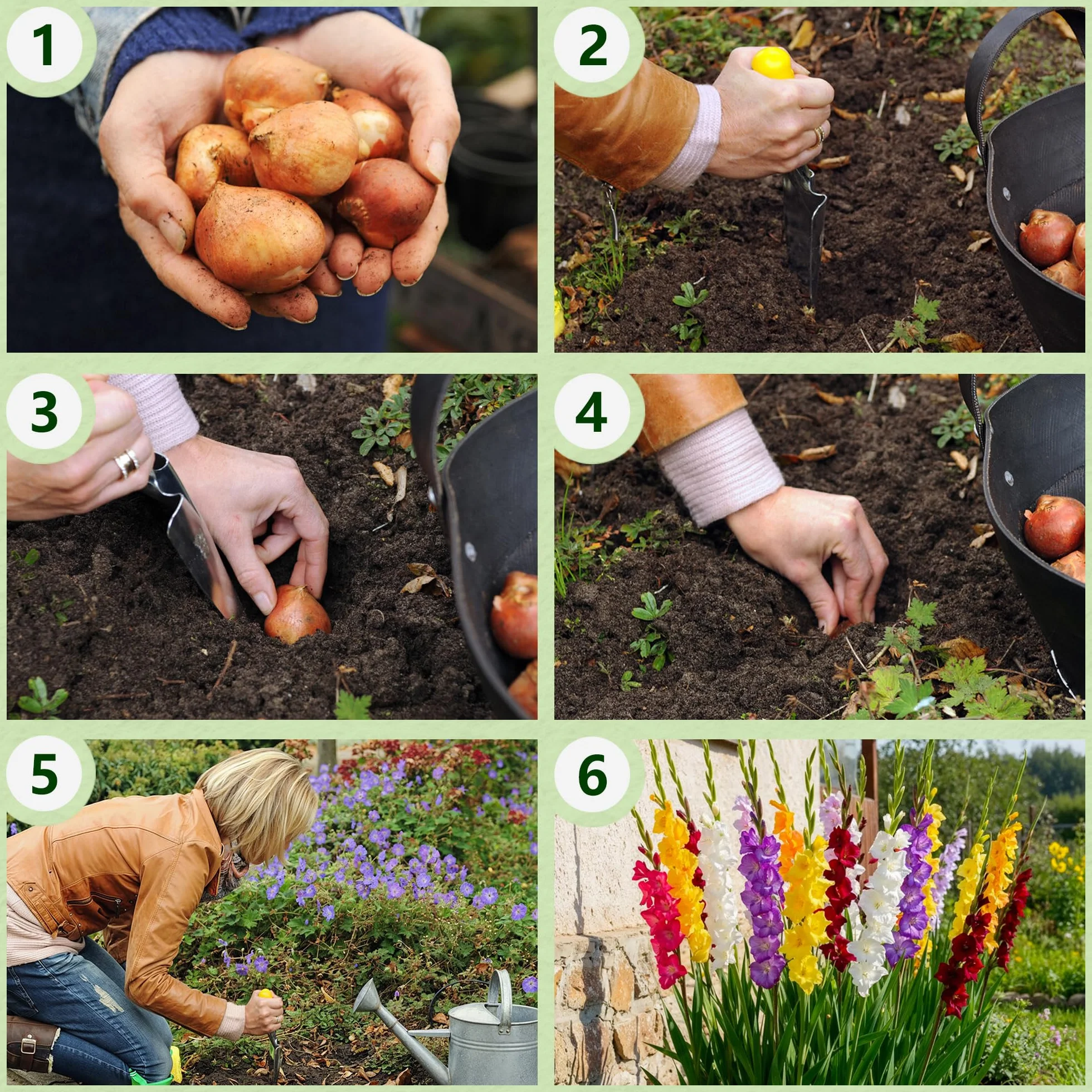 Gladioles Bulbes Collection 50 Bulbes de Fleurs à Planter Exterieur Plantes Vivaces Rustique Hollande