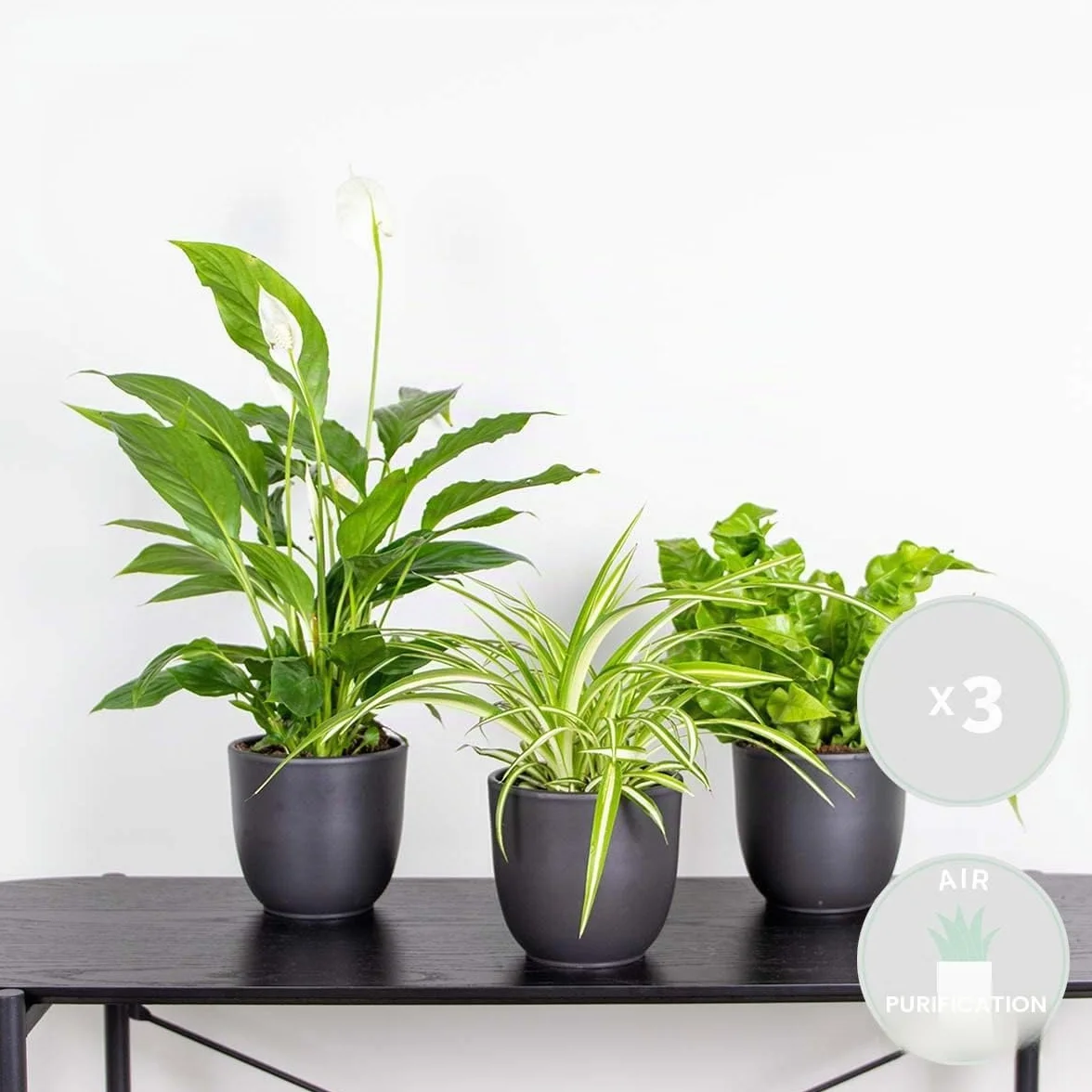 Bloomique Lot de 3 Spathiphyllum Asplenium Chlorophytum Dépolluantes 25-45 cm
