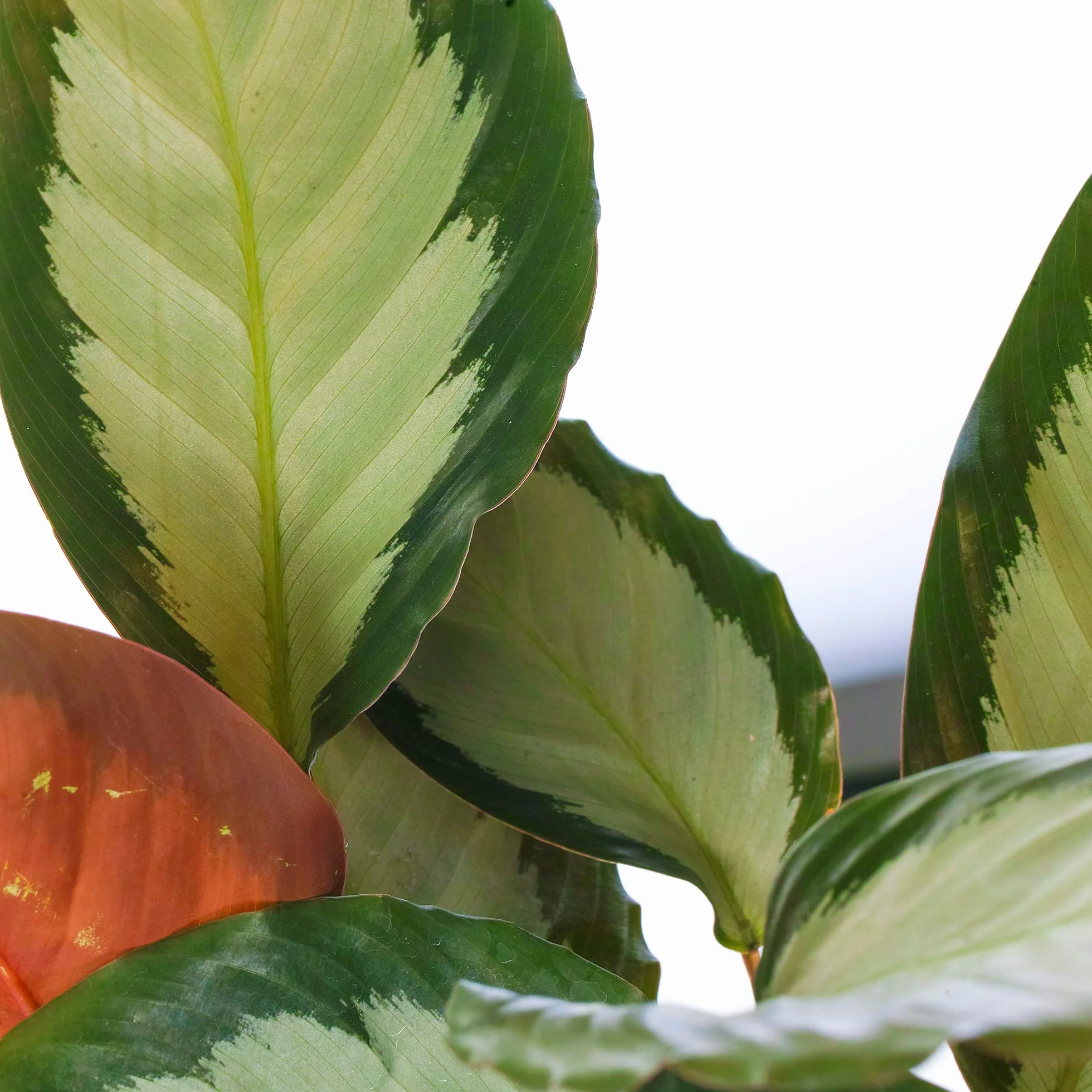 Calathea picturata 'Argentea' Plante d'Intérieur 30-40 cm Panachée Argentée