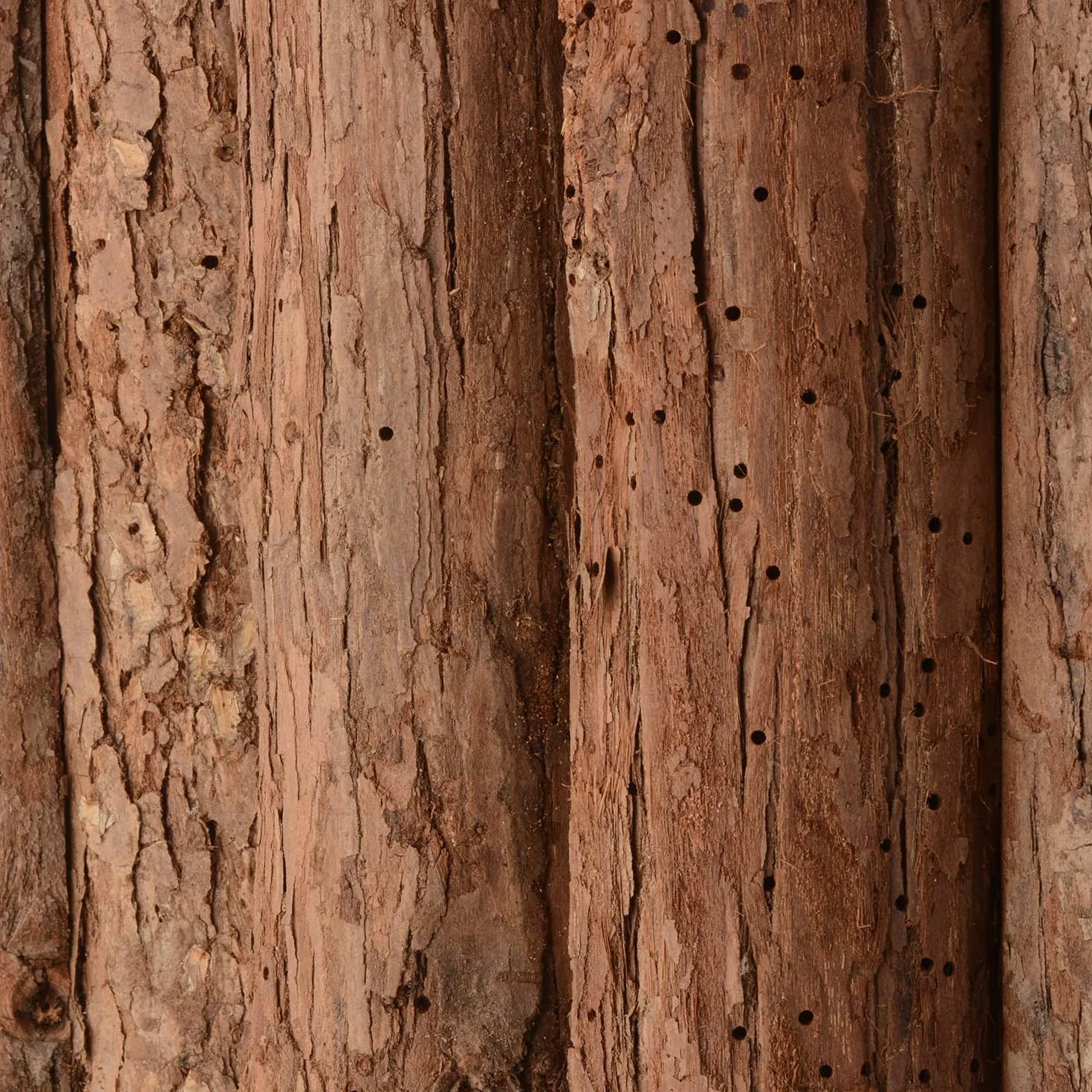 CKB LTD Abri extérieur en Bois pour Chauve-Souris Hôtel 30,5 x 6,5 x 46,5 cm