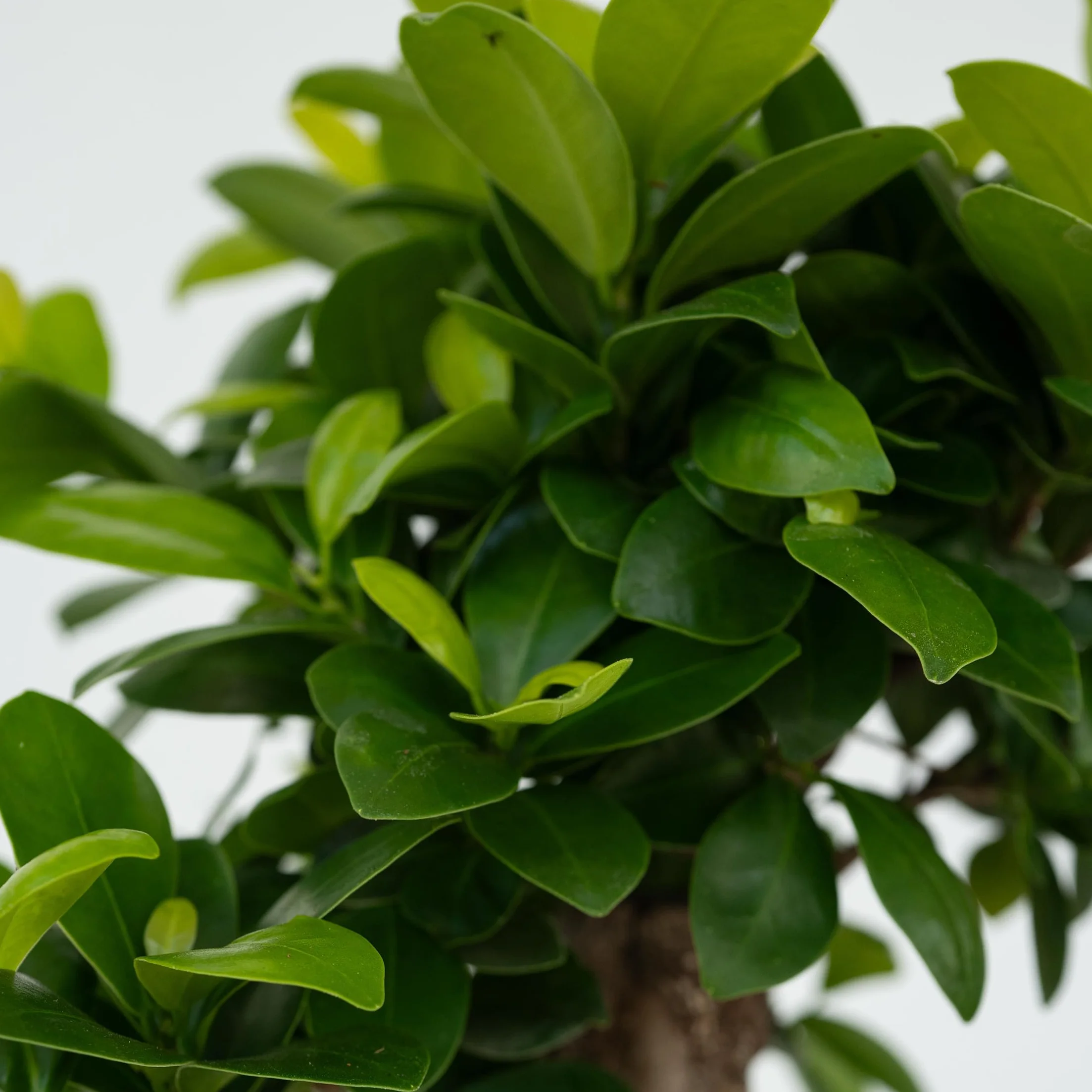 Ficus Ginseng en forme de S Bonsaï Japonaise Plante d'intérieur Pot 20cm Hauteur 55-65cm
