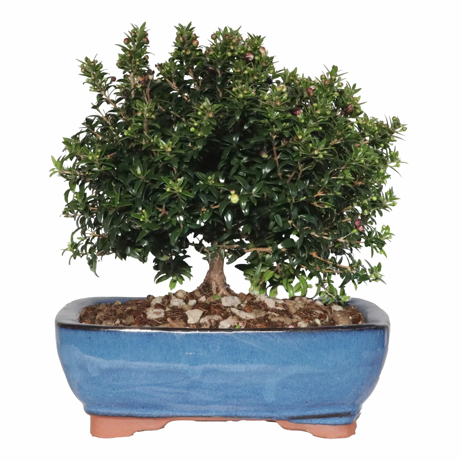 Myrtus Communis Bonsaï Myrte Pot Céramique Artisanal H 23-30 cm Ø 21 cm