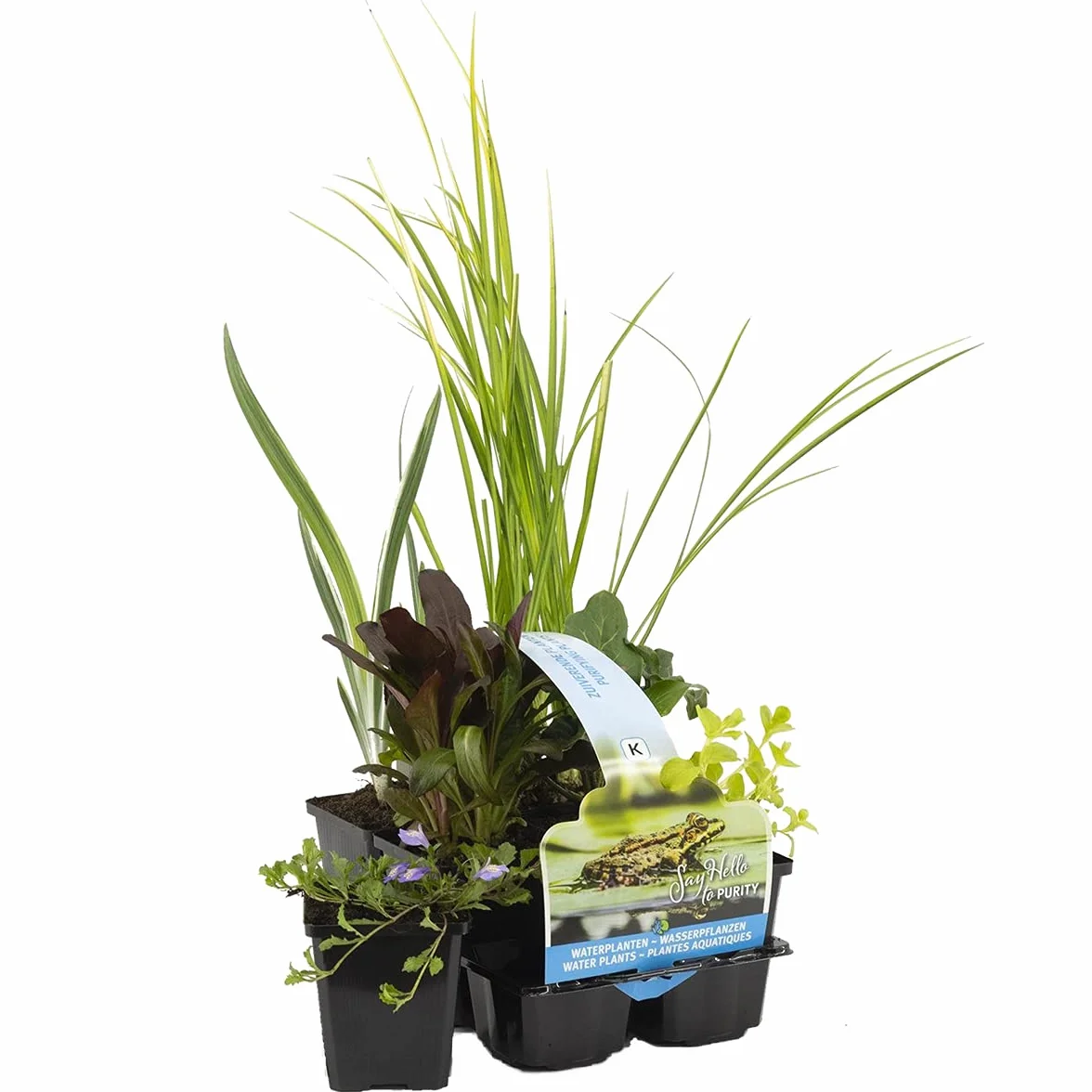 Bloomique Lot de 6 Plantes de bassin purifiantes Acorus Carex Hippuris Iris Sparganium Typha Zone 1 2 Hauteur 15-25 cm Pot 9 cm