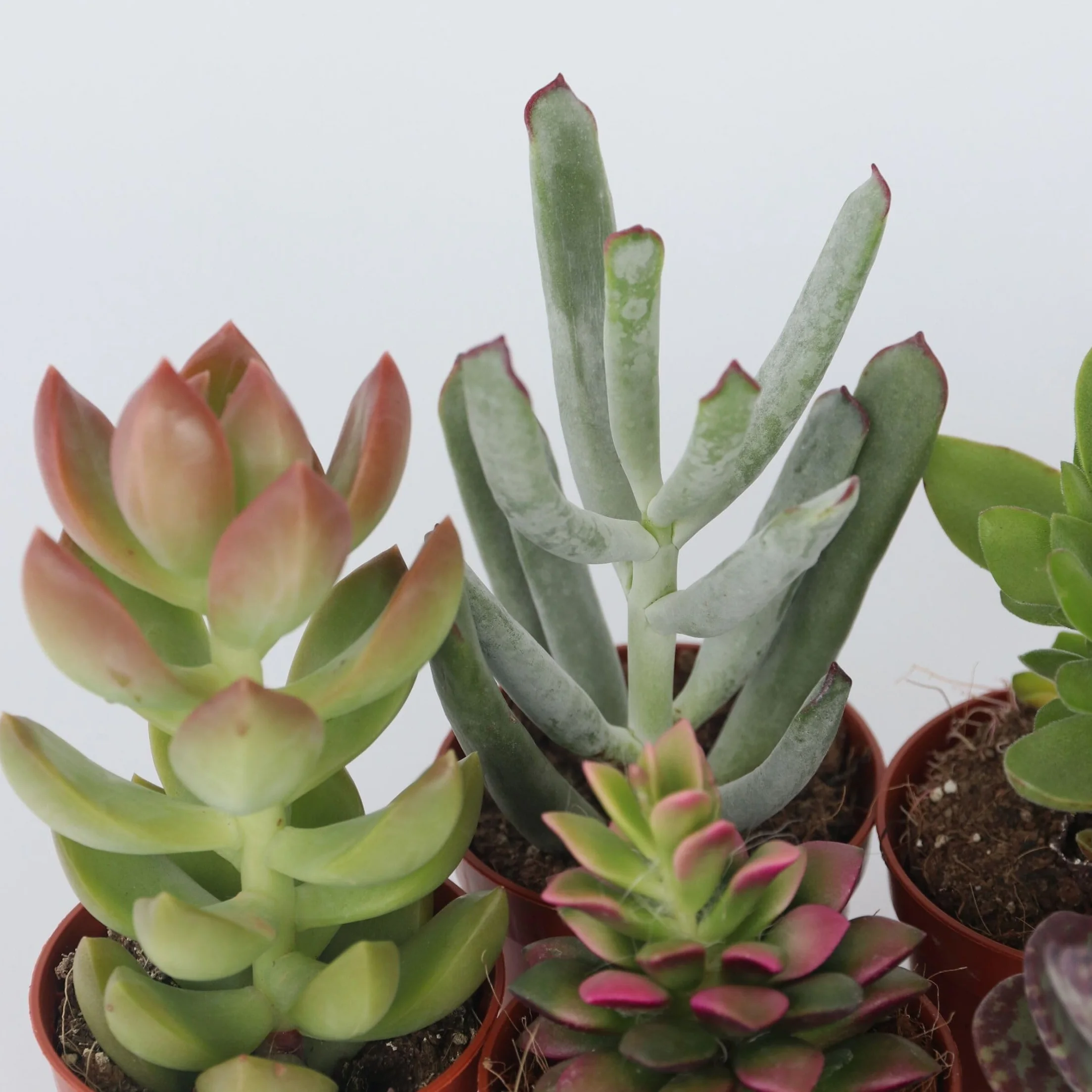 Succulentes Mélange 6 Pièces Plantes Réelles Pot 5.5cm Hauteur 5-10cm