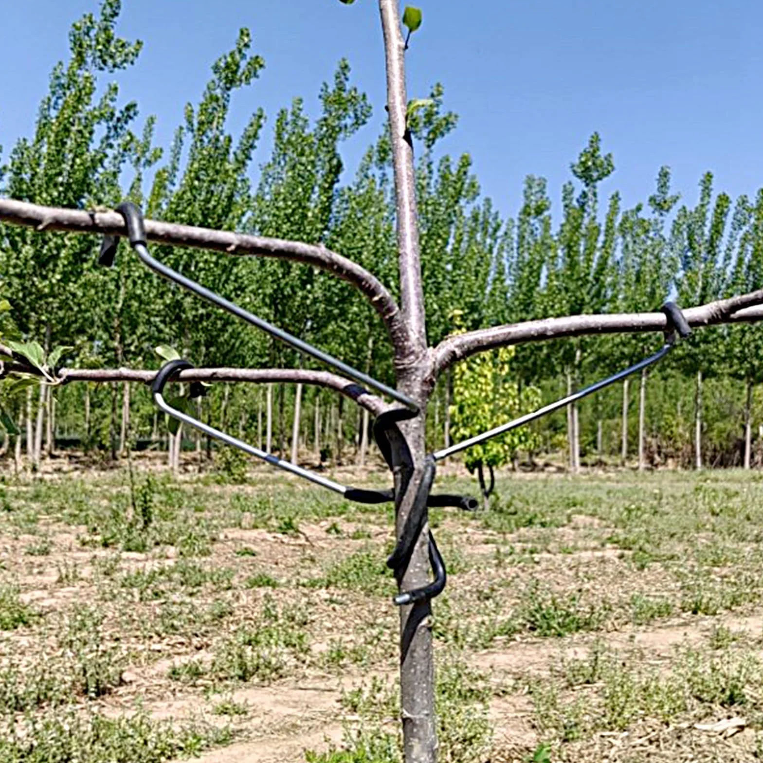 Lot de 20 épandeurs de branches d'arbres fruitiers - Support d'arbre - 17,8 cm