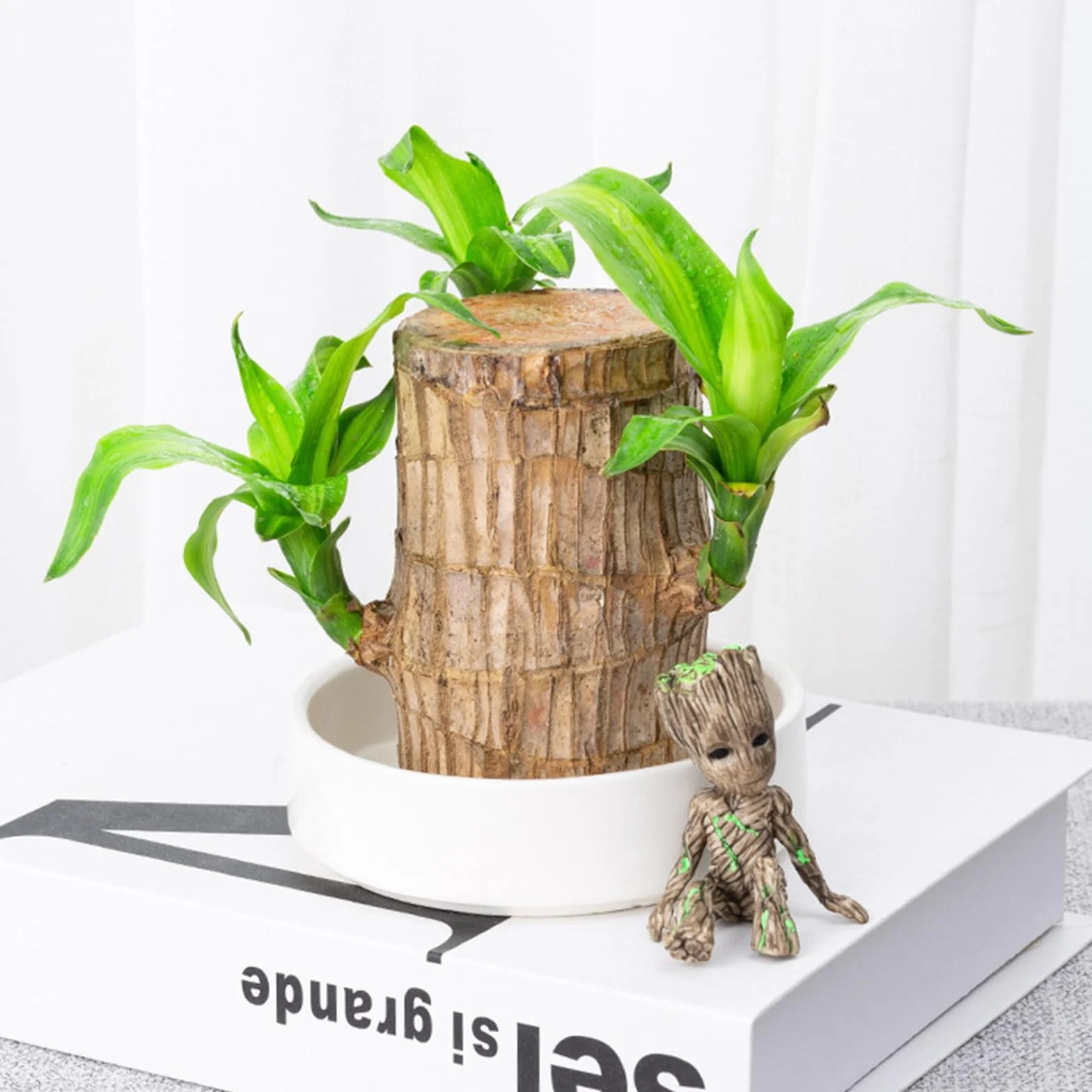 Bambou porte-bonheur brésilien Lot de plantes avec pot ornements Hydroponique Décoration bureau