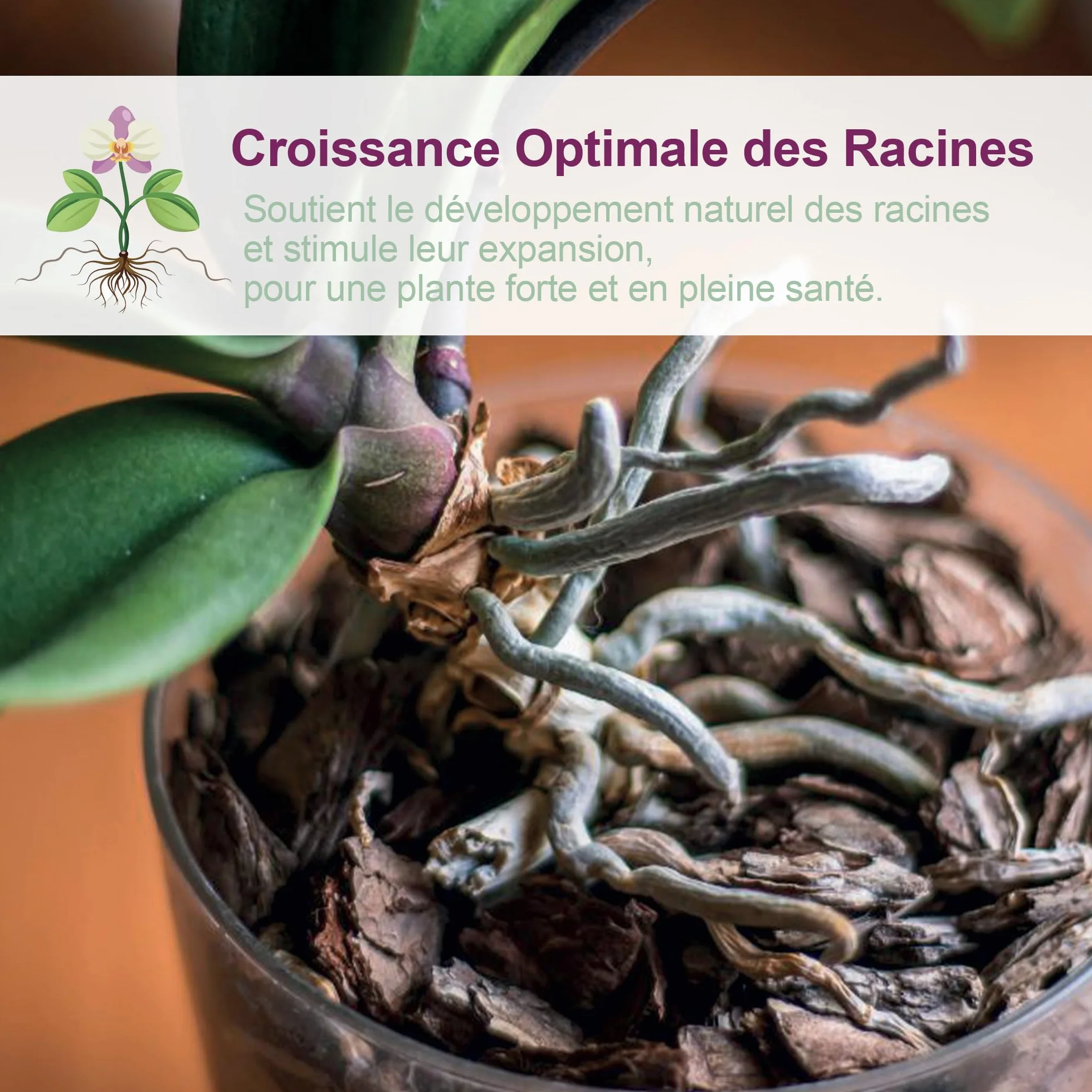 Kit de rempotage d'orchidées Ø 16 cm - Pot transparent avec drainage, soucoupe et substrat