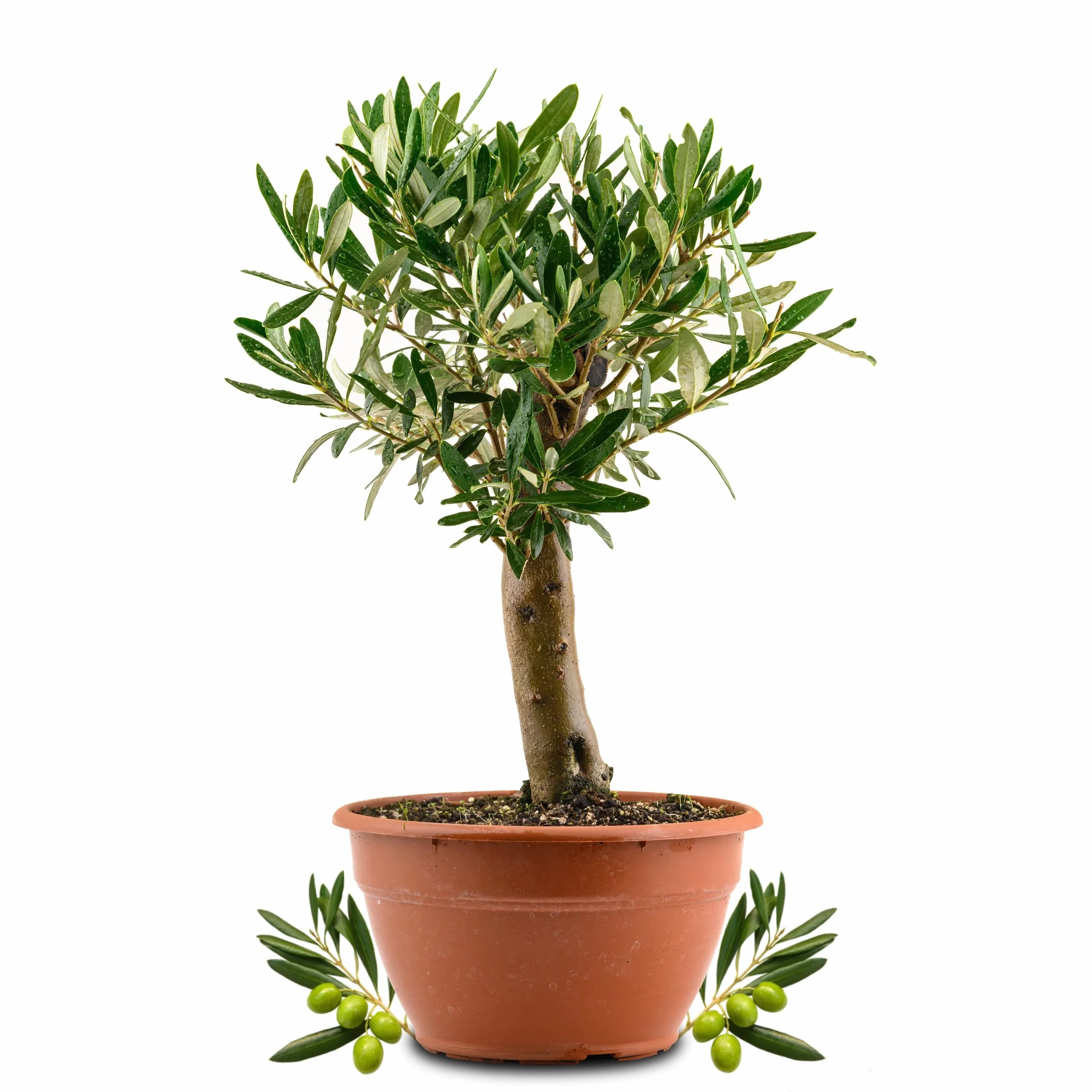 Bonsaï Olivier Véritable Olea Europaea - Petit Olivier Arbre à Olives Vieille Souche Pot Ø 20 cm