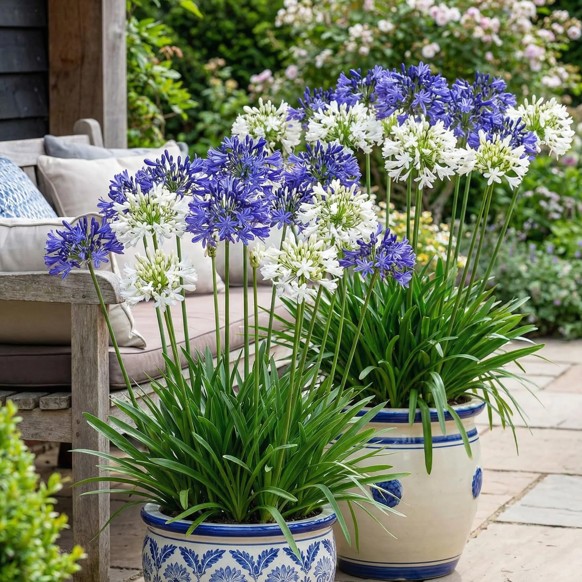 Agapanthus africanus Bleu-Blanc Twister 4 Fleurs à Planter Exterieur Vivaces Rustique Plante Jardin
