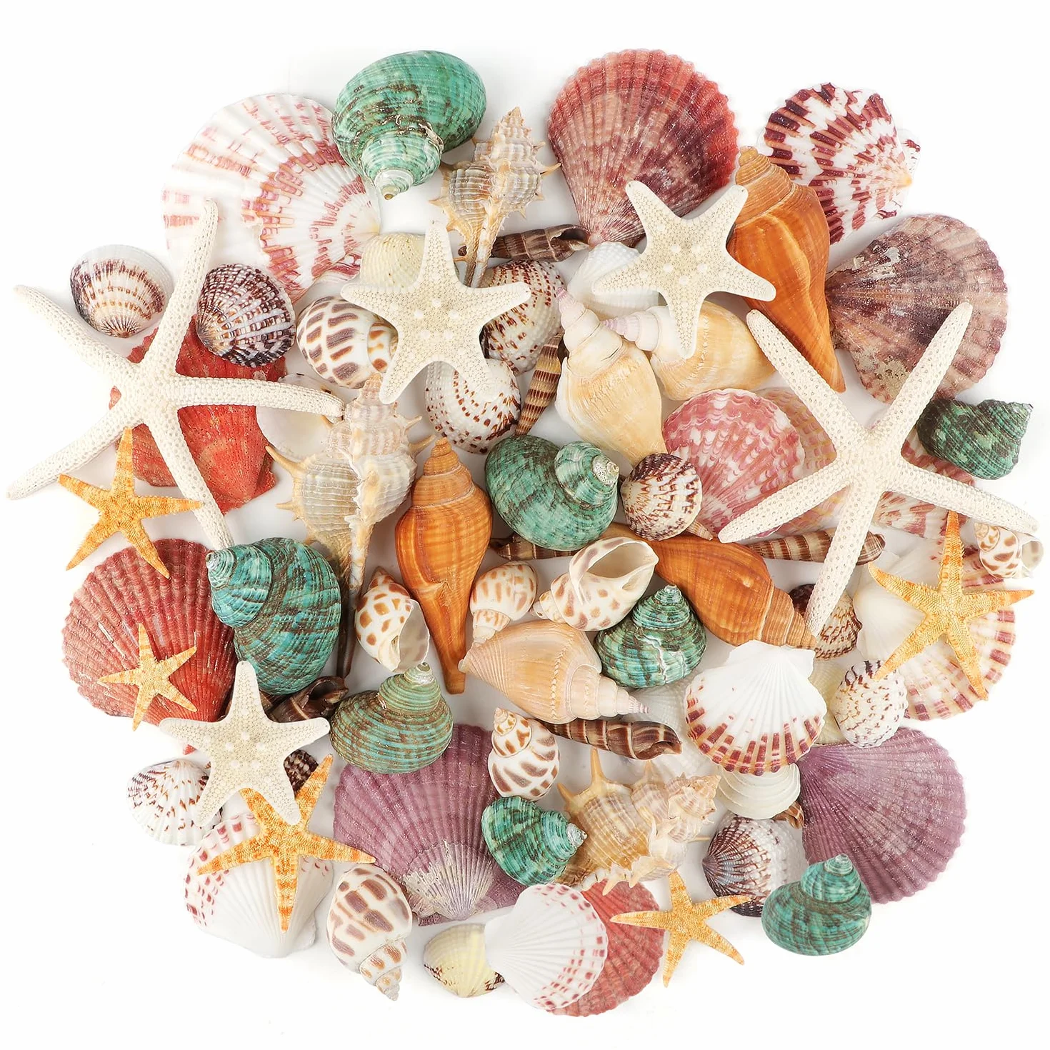 Coquillages Mixtes Marins 3-9cm pour Décoration Mariage