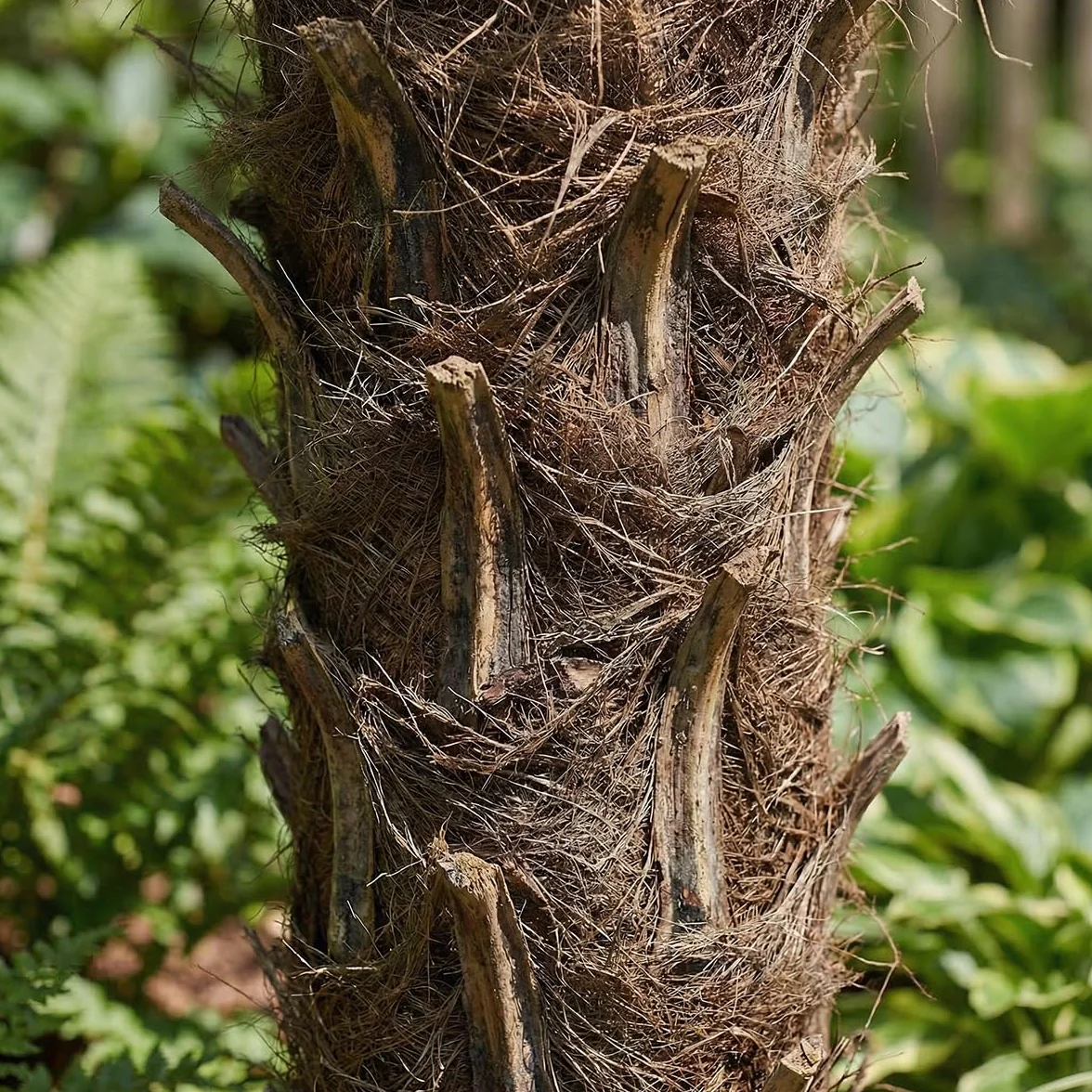 Trachycarpus Fortunei Palmier éventail chinois 140-170 cm Pot 30 cm