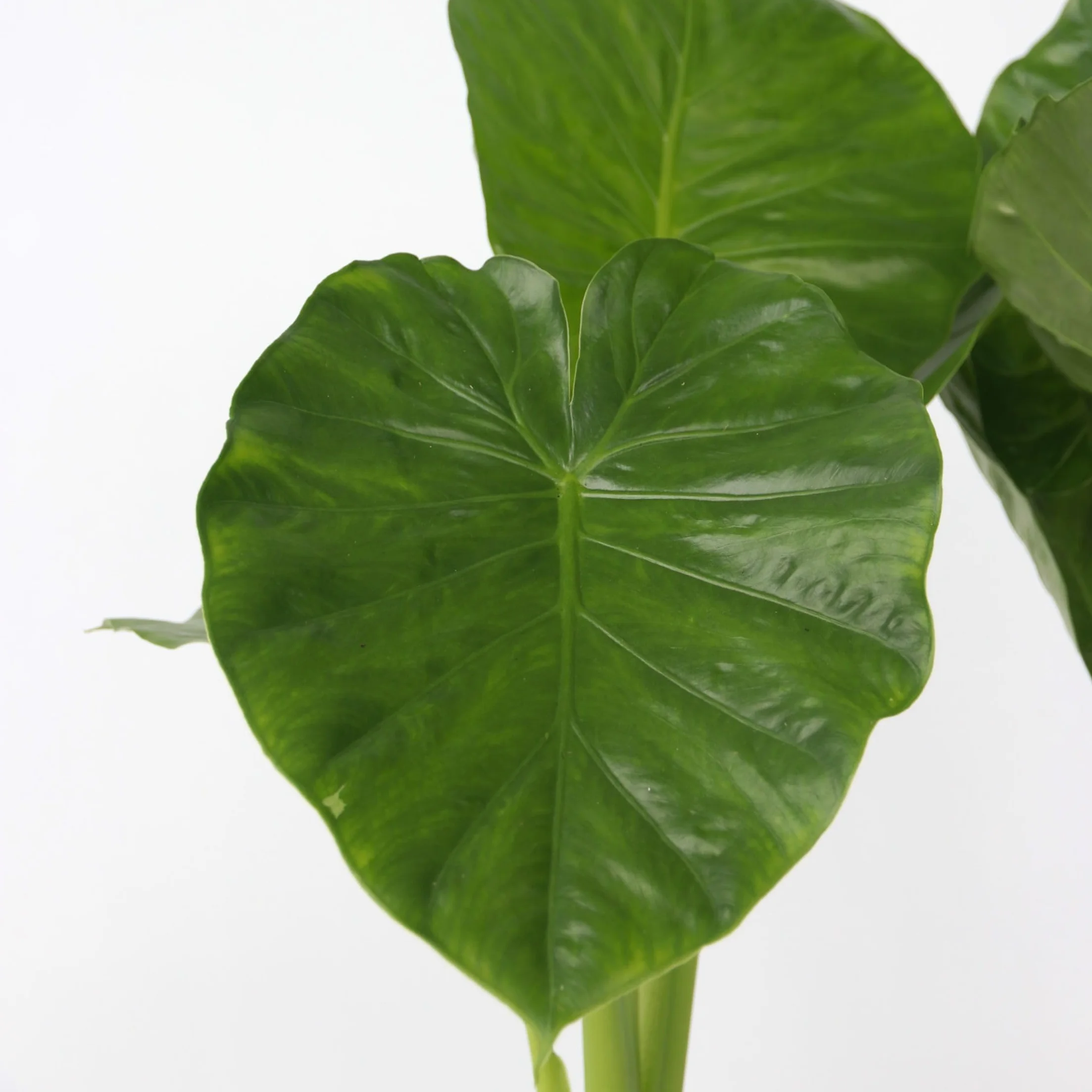 Alocasia Odora Oreille d'éléphant Pot 17cm Hauteur 55-75cm
