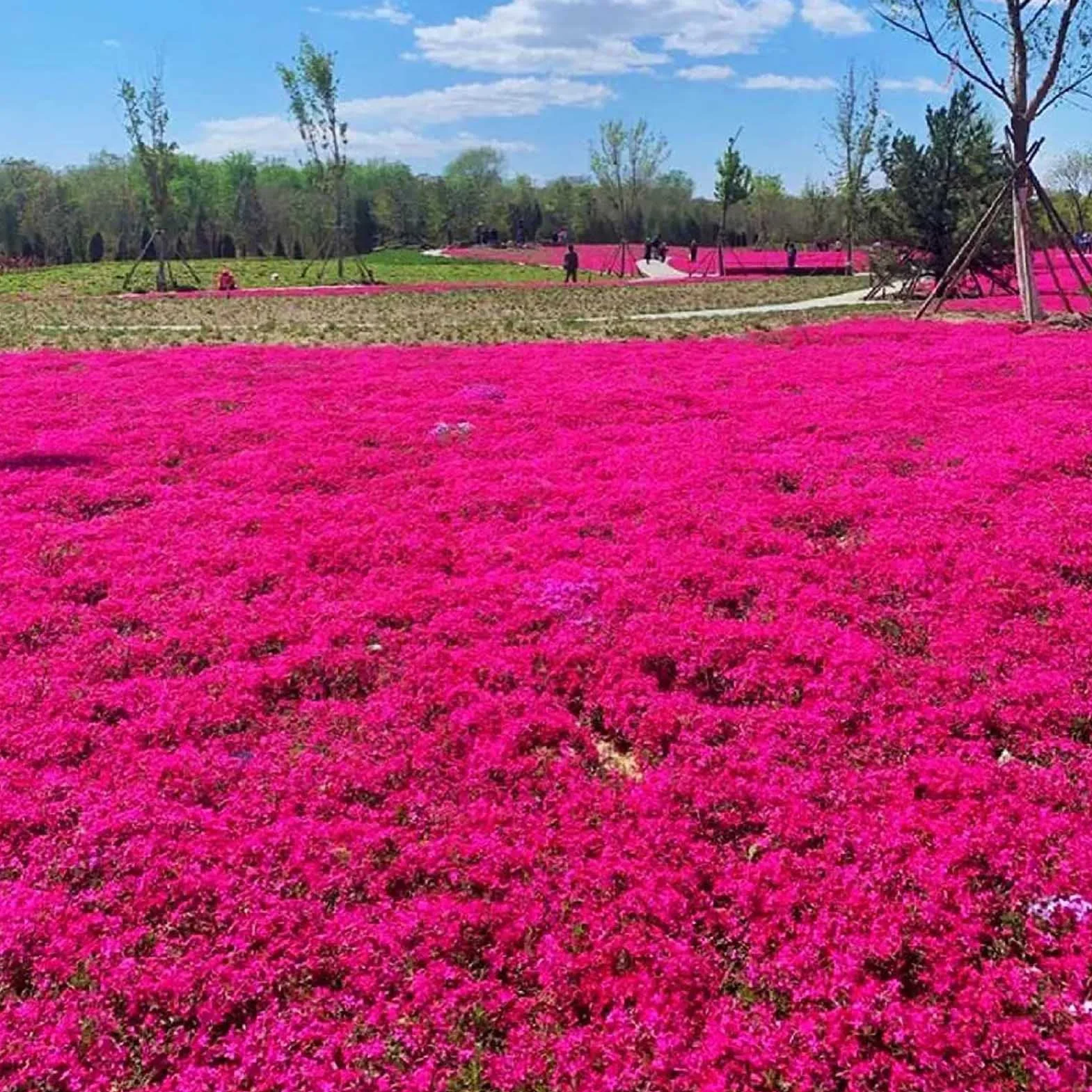 Graines de thym rampantes multicolores 200 pièces outil de jardinage