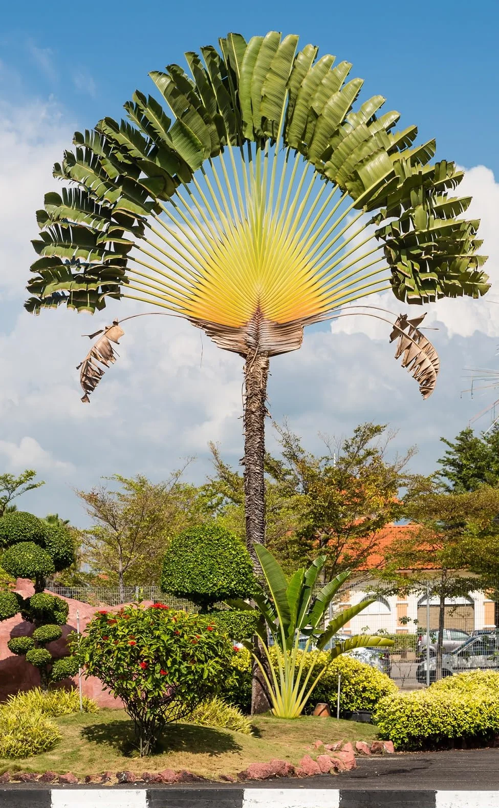 Ravenala madagascariensis - Arbre du Voyageur - Graines - Plante tropicale en Eventail
