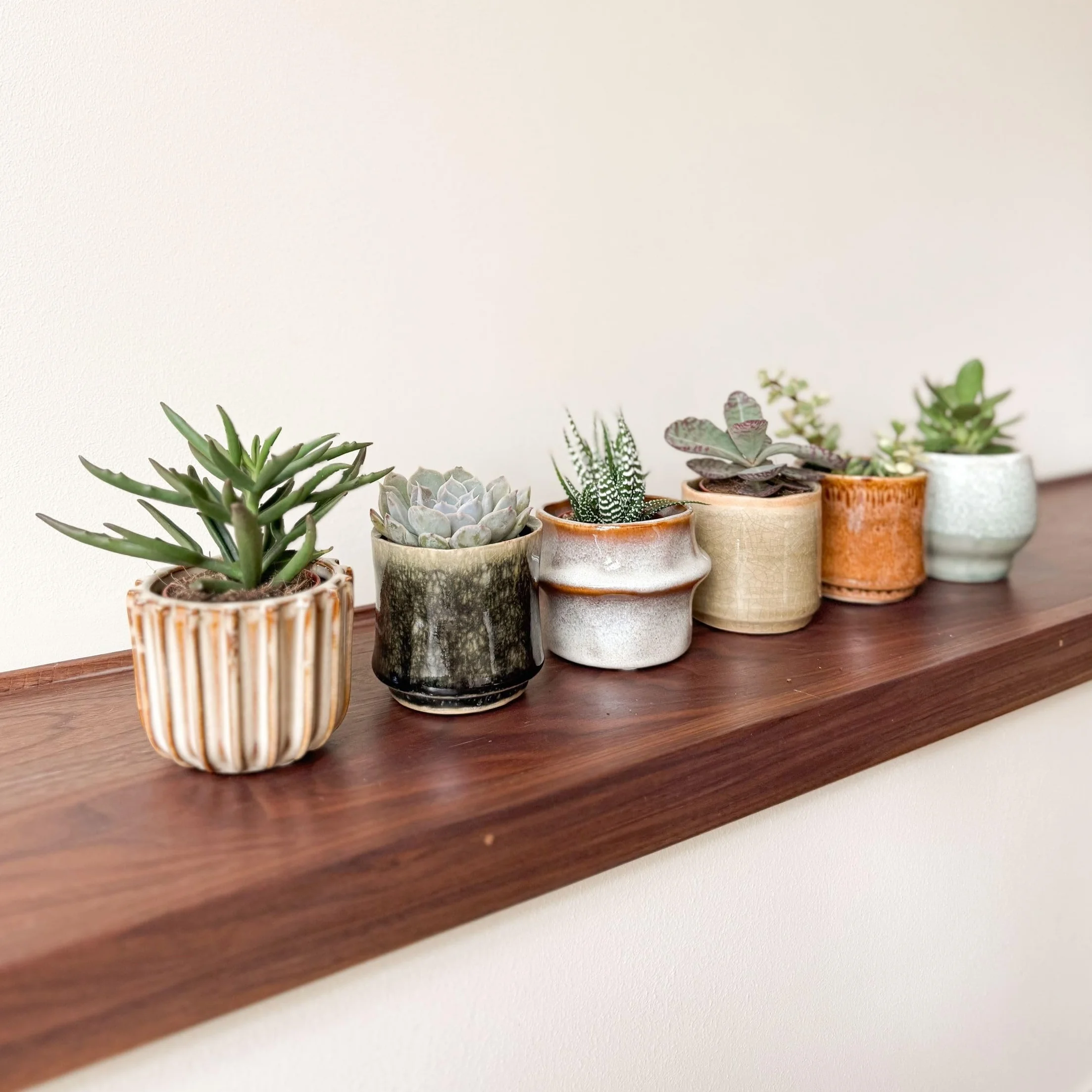 Succulentes Mélange 6 Pièces Plantes Réelles Pot 5.5cm Hauteur 5-10cm