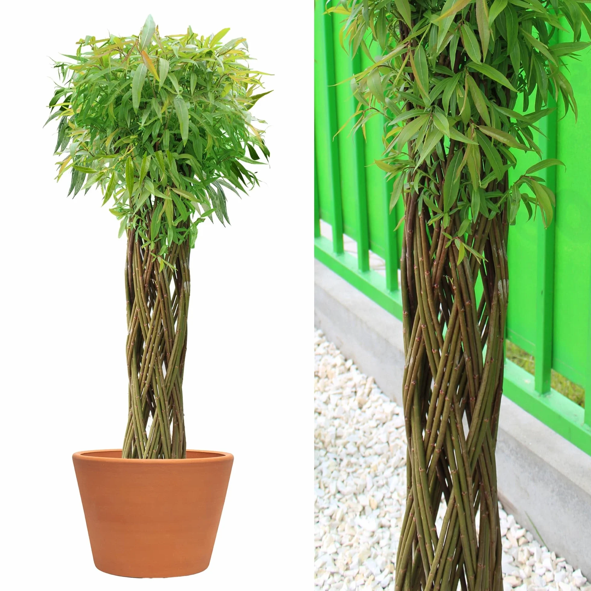 Saule tressé Arbre osier 150 cm - Résistant à l'hiver, Facile d'entretien, Plante décorative pour jardin, balcon, terrasse