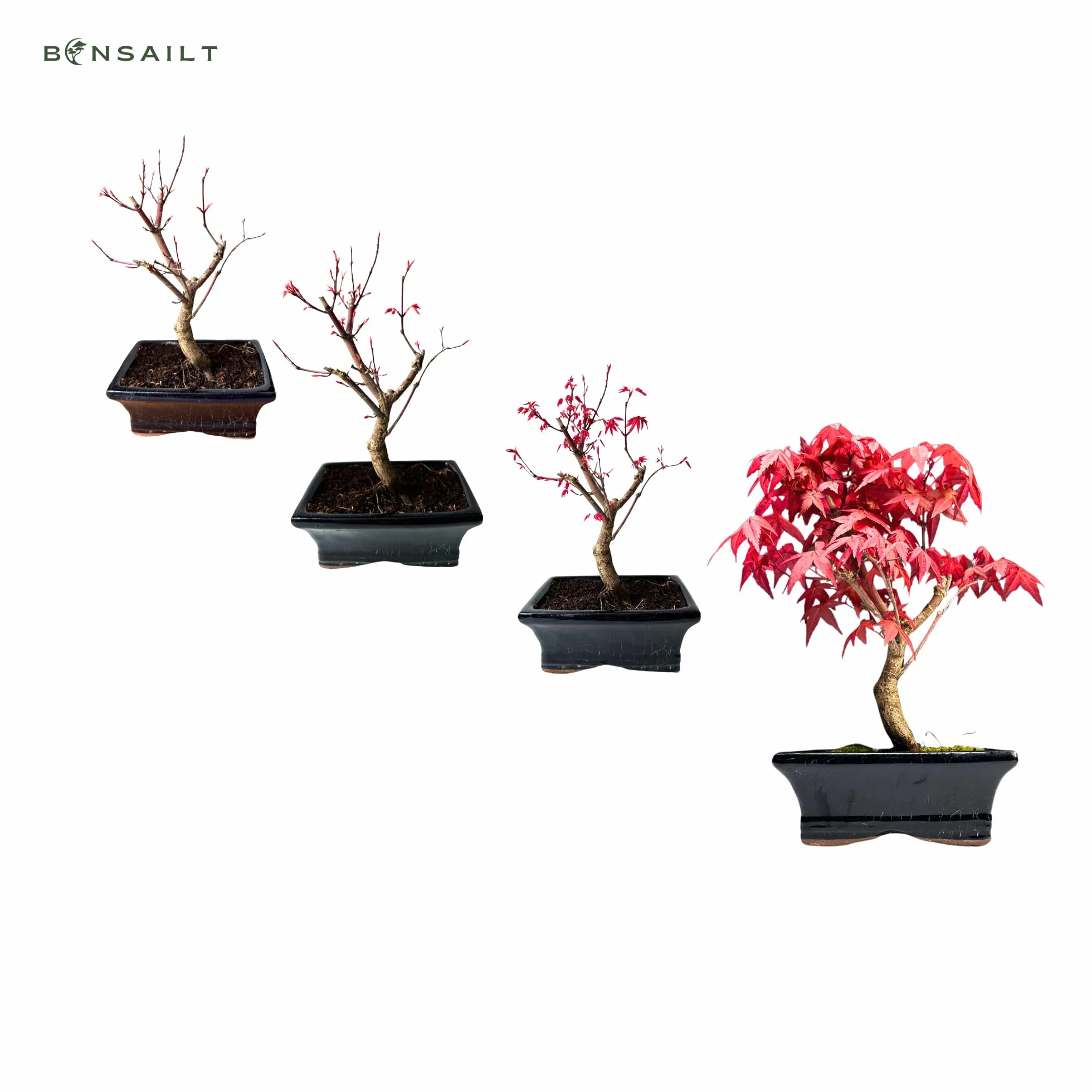 Bonsaï érable Japonais Acer Deshojo 25-30 cm P15