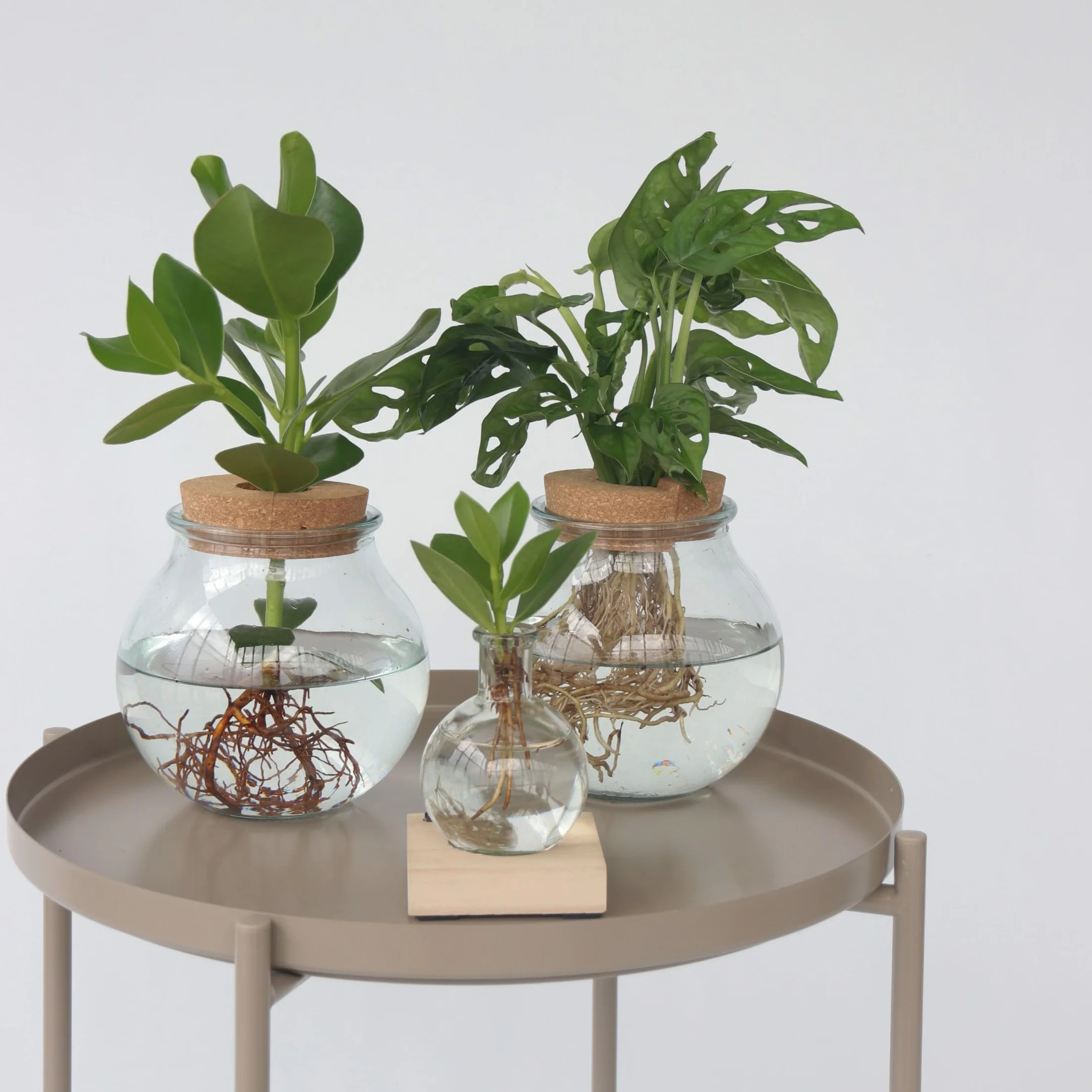 Clusia en verre Hydroponique Plante d'intérieur dans l'eau