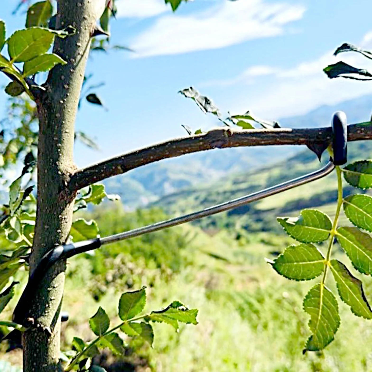 Lot de 20 épandeurs de branches d'arbres fruitiers - Support d'arbre - 17,8 cm