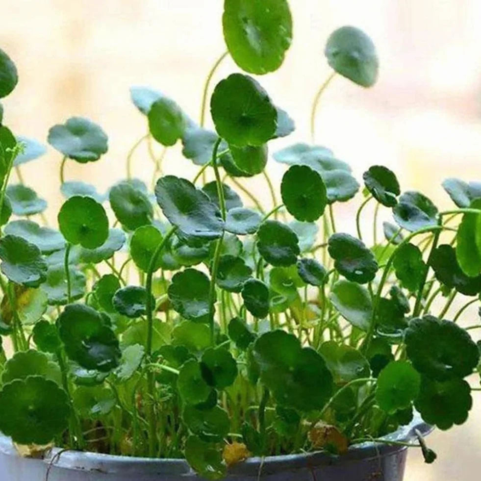 Dichondra Pistia graines, 50pcs graines de réservoir d'aquarium piscine étang jardin