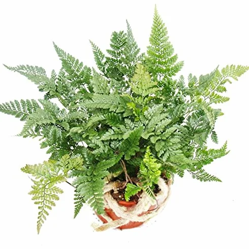 Fougère Humata tyermannii Davallia plante d'intérieur pot 12cm