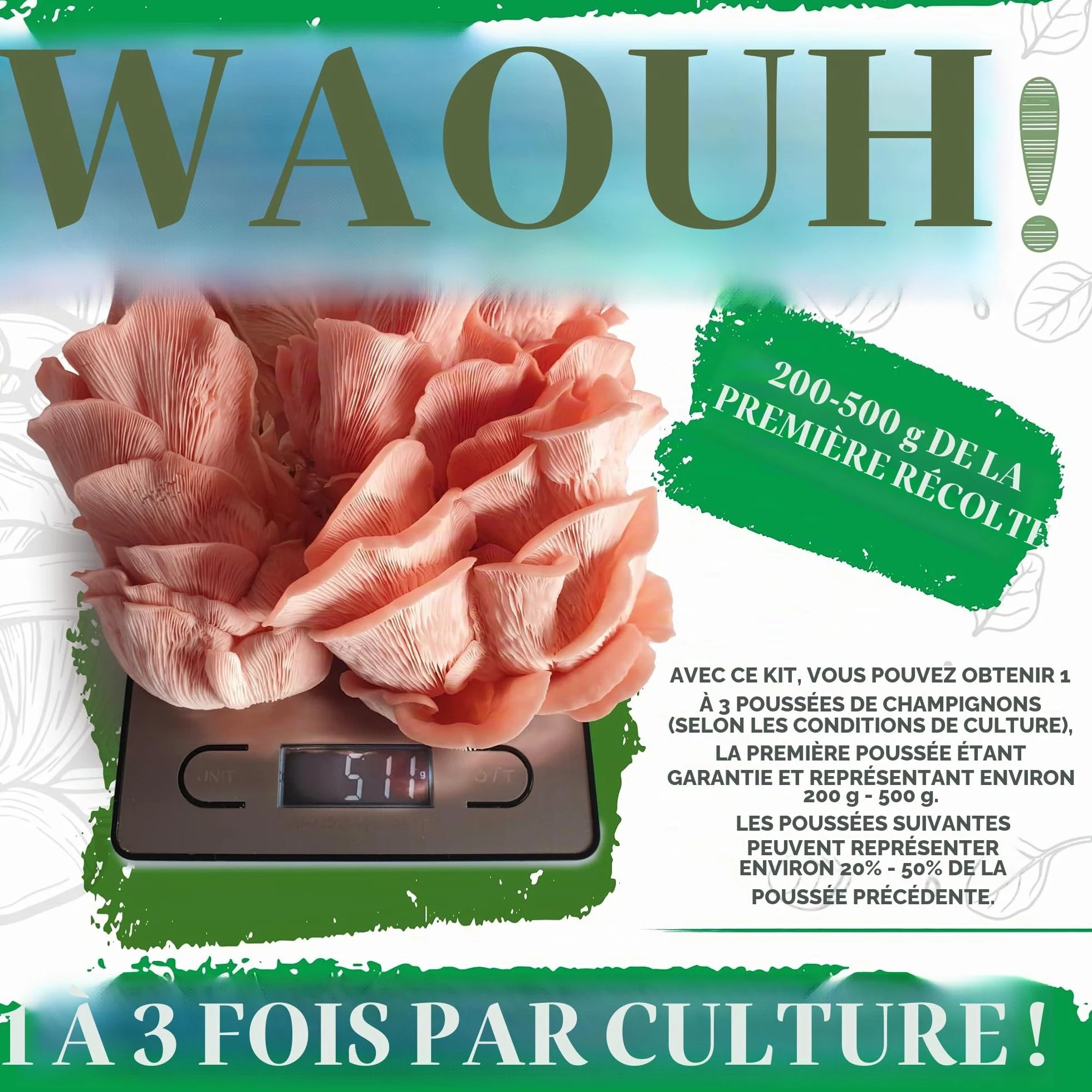 Kit Bio Culture Champignons Set Biologique Intérieur Toute l’Année Sans OGM