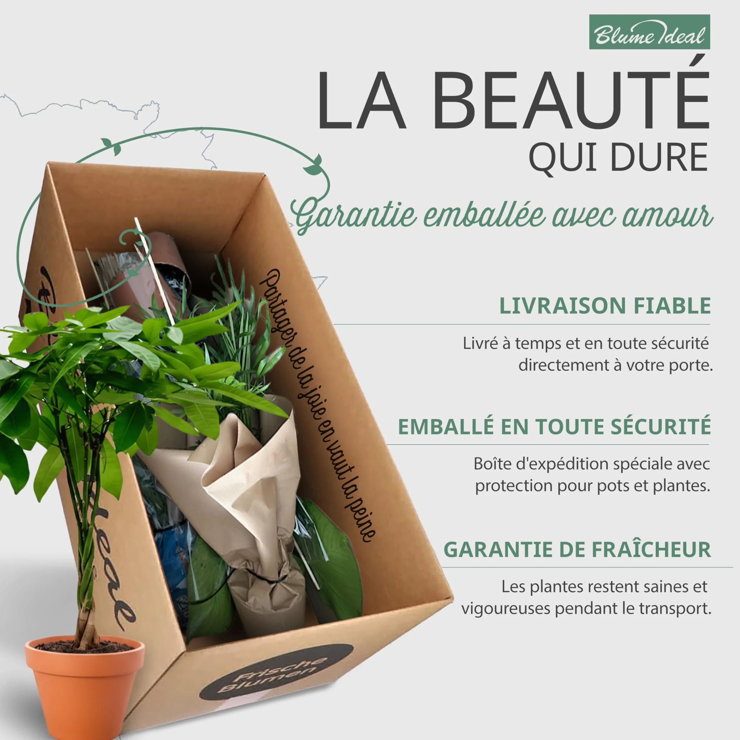 Lot de 8 plantes 40-70 cm Pot ø 12-15 cm Plantes intérieur