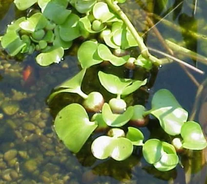 L'Eau Hyacinth flottant Bassin Plante plantes aquarium