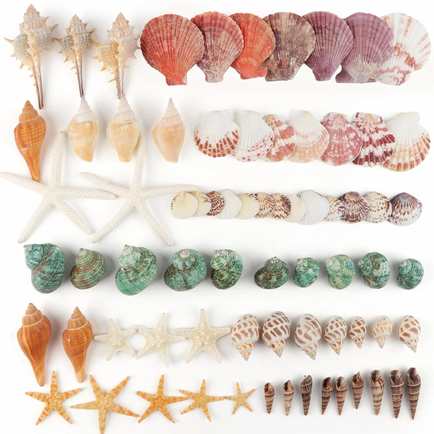 Coquillages Mixtes Marins 3-9cm pour Décoration Mariage