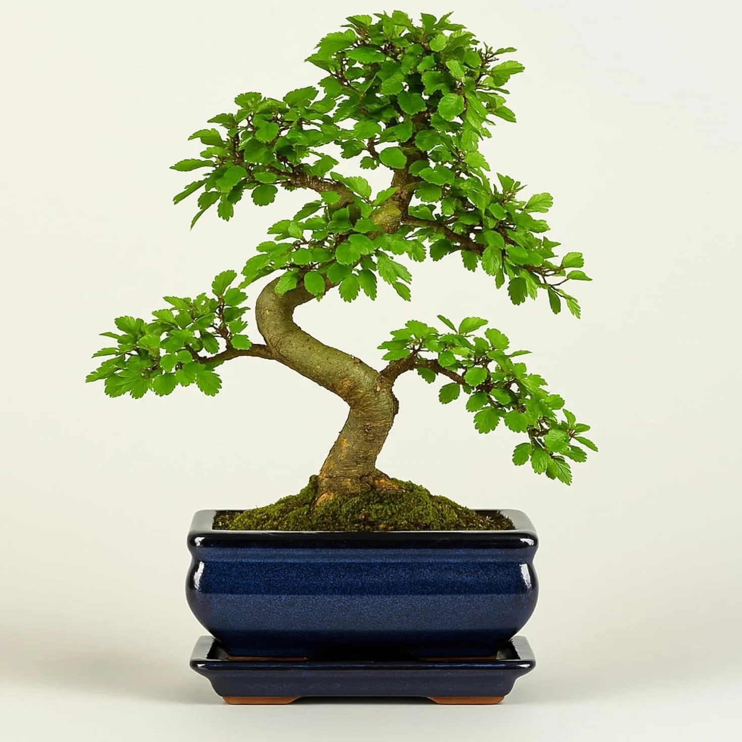 Ulmus parvifolia Bonsaï – Orme chinois 8-10 ans – Pot 20 cm – Bonsaï d'intérieur avec soucoupe