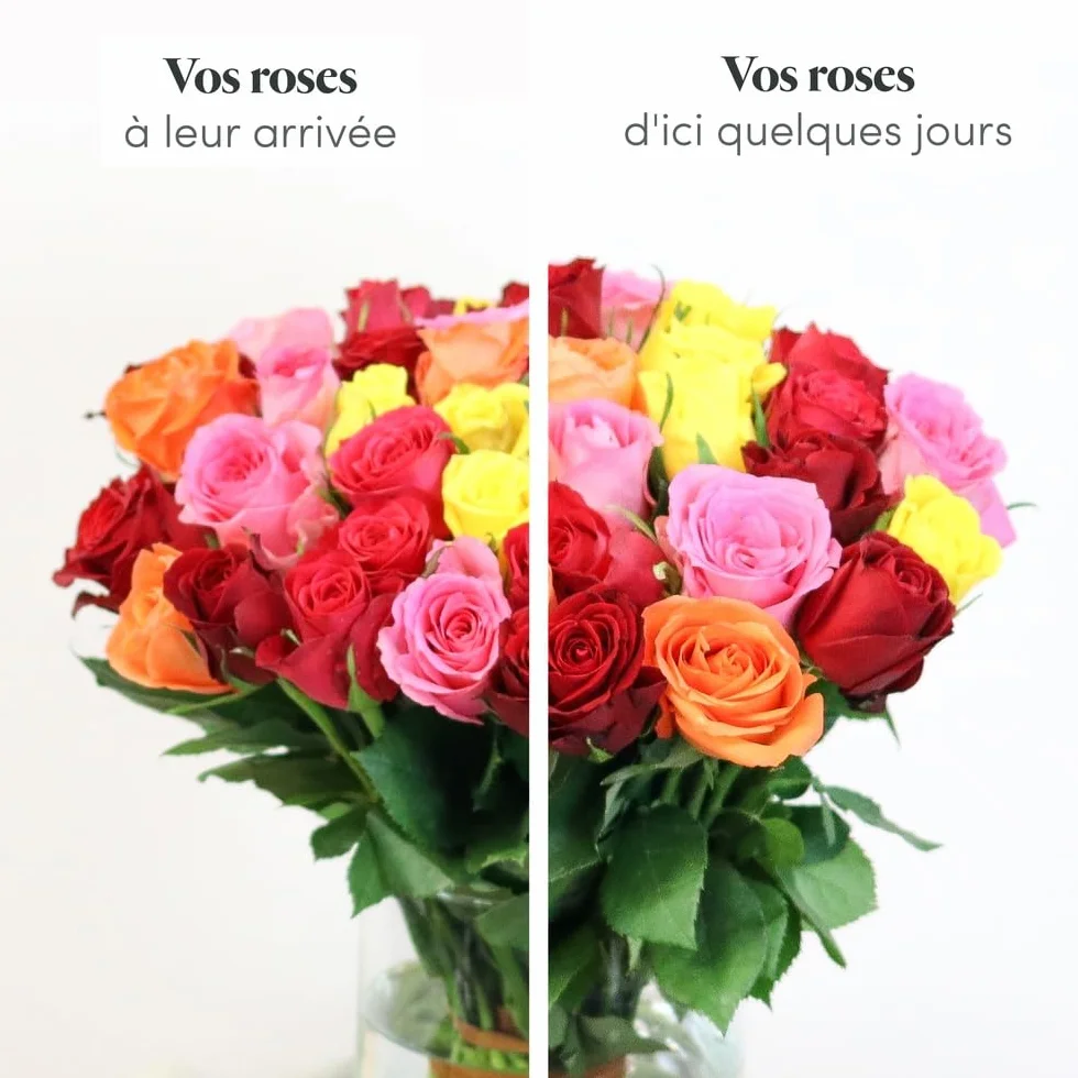 Fleurs et Délices Brassée de Roses Multicolores Très Grand Bouquet 55 Tiges Cadeau Anniversaire Saint-Valentin