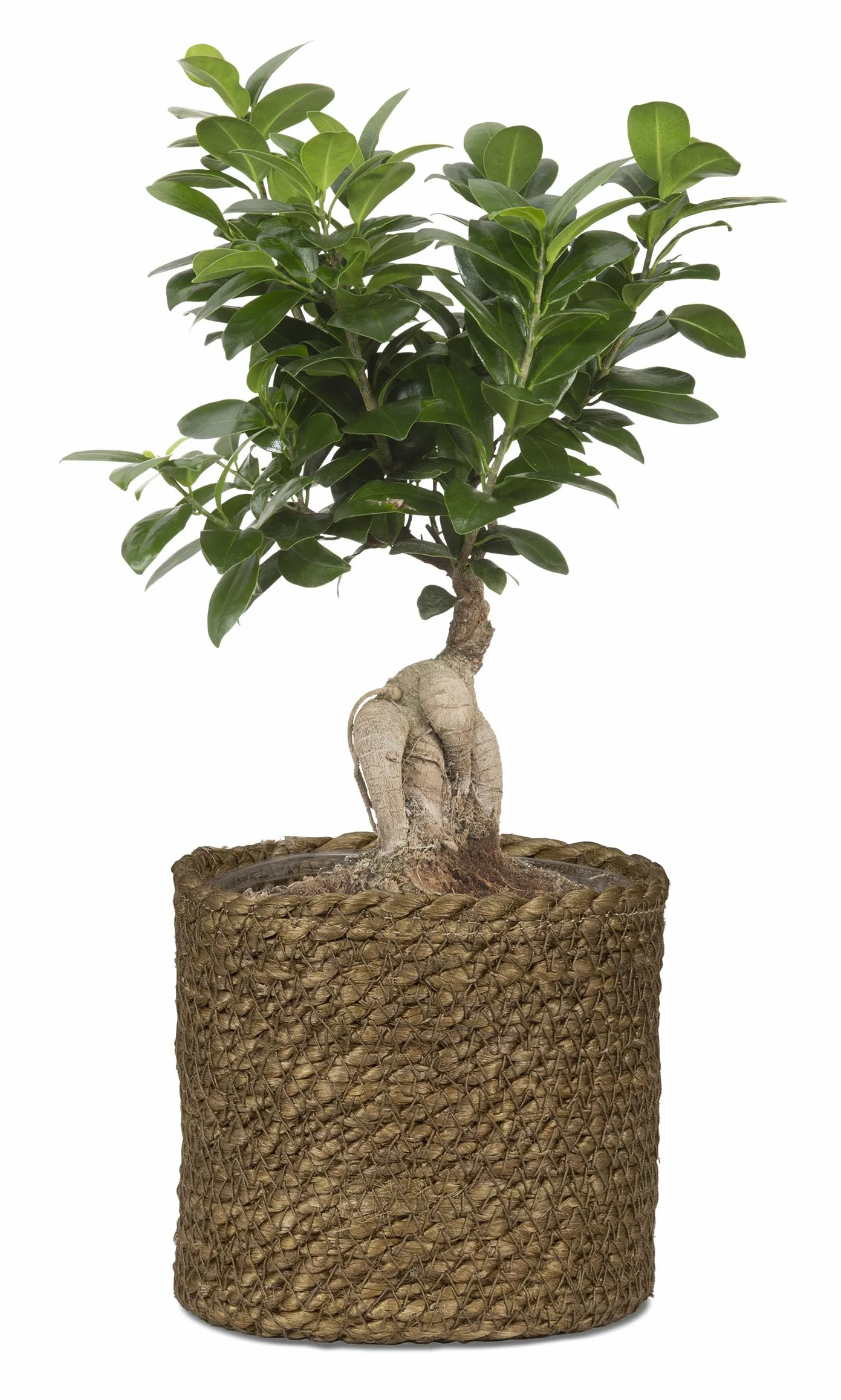 Scheurich Jonc de mer 26 Jardinière Osier 26 cm 23,5 cm 13,1 l Marron