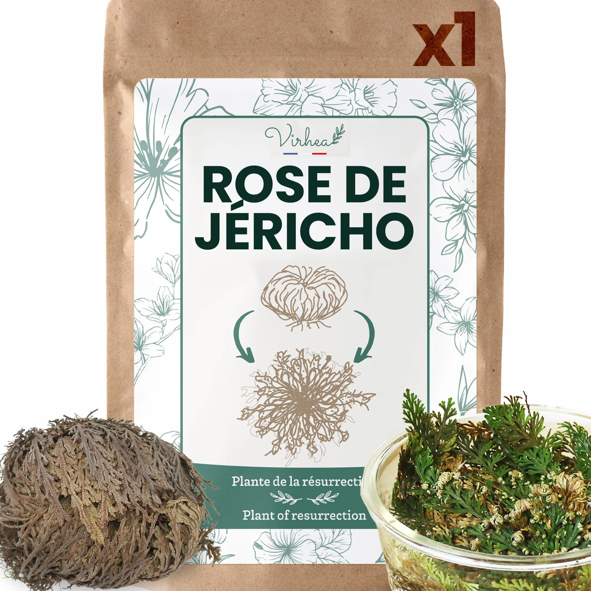 Rose de Jericho Selaginella Lepidophylla Plante de la Résurrection