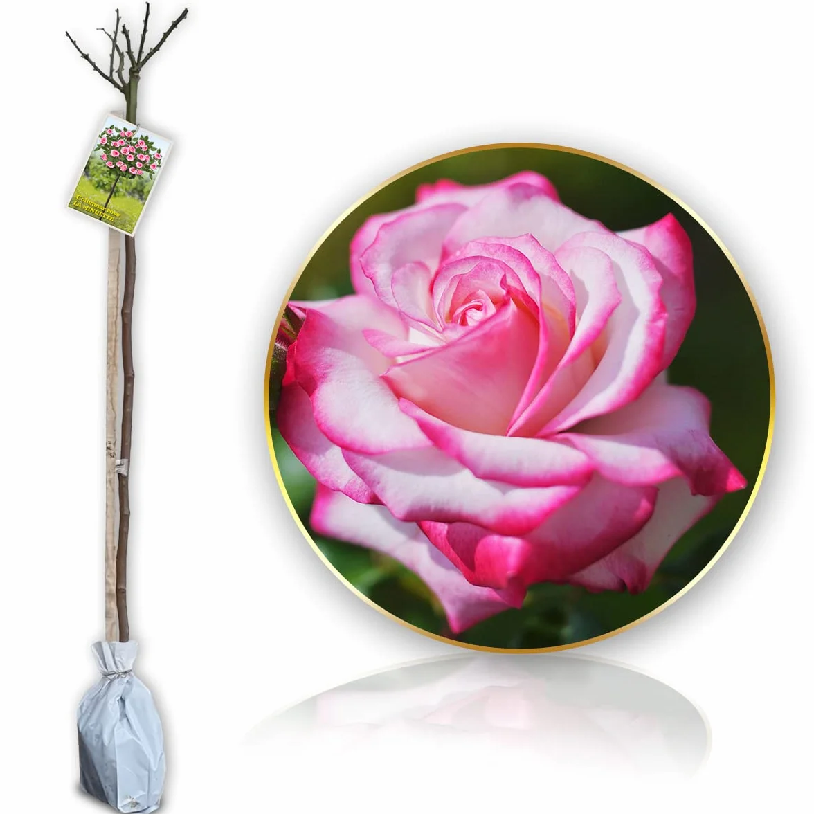 Rosier sur tige 120 cm hauteur pour pots pleine terre balcon terrasse petit jardin Laminuette