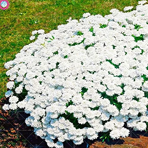 Thym Rampant Multi-Couleur Rock Cress Vivace Couvre-sol Graines Jardin Decoration