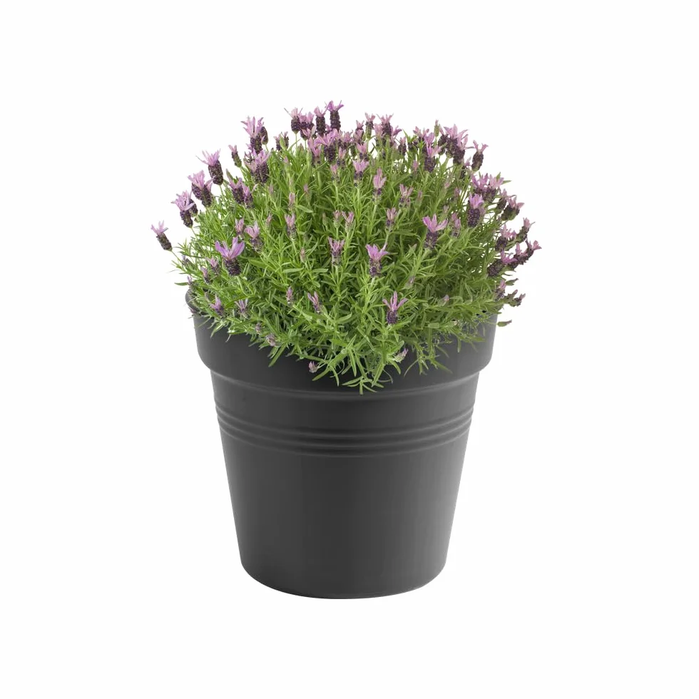 Elho Green Basics Pot De Culture 35 - Ø 35 x H 32.2 cm - Noir/Living Noir