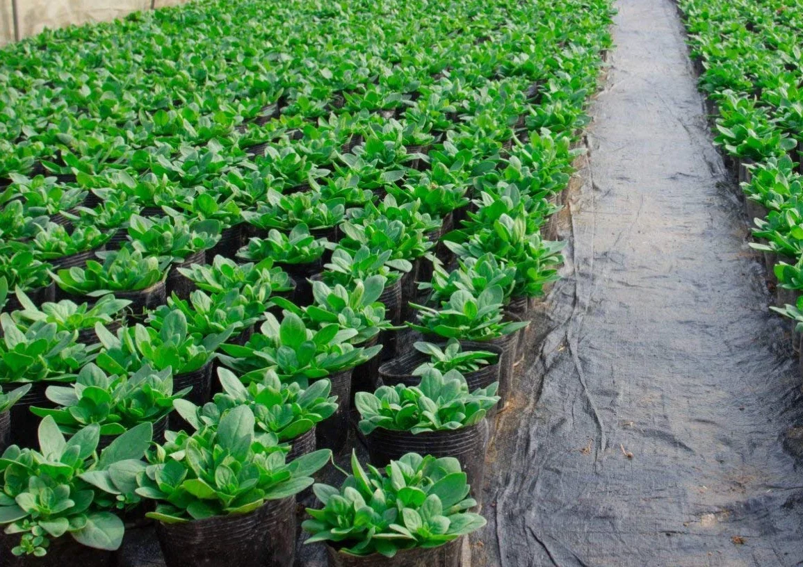 Non-tissé de bassin Aquagart 500g 22m² 2m de largeur Imputrescible